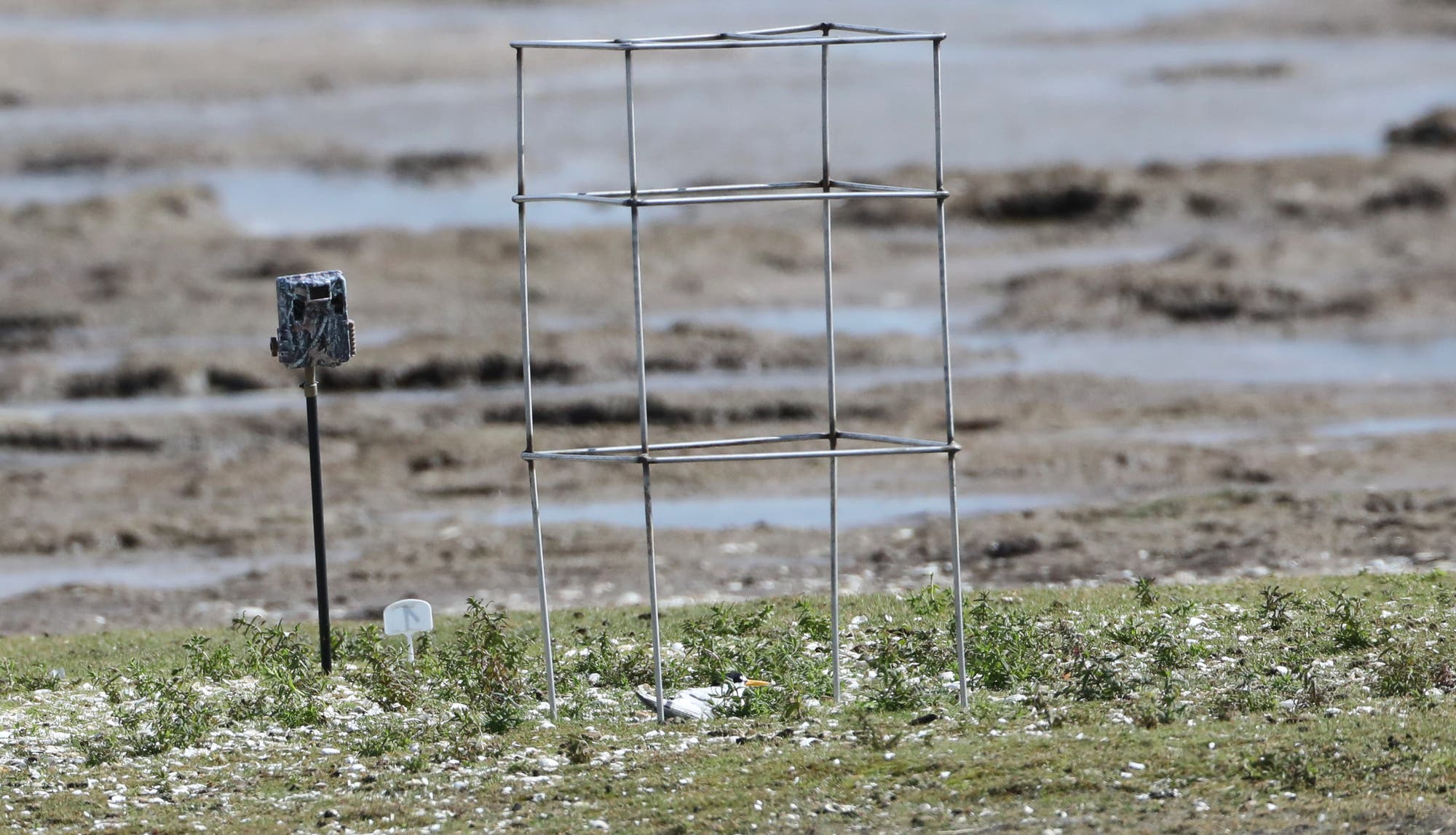 Eine Küstenlandschaft mit einem Metallgerüst und einem kleinen Vogel, der im Gras sitzt. Links steht ein Pfosten mit einer Kamera oder einem Sensor. Im Hintergrund ist ein schlammiges Gebiet mit Wasser zu sehen. Die Szene vermittelt einen Eindruck von einem überwachten Naturgebiet.