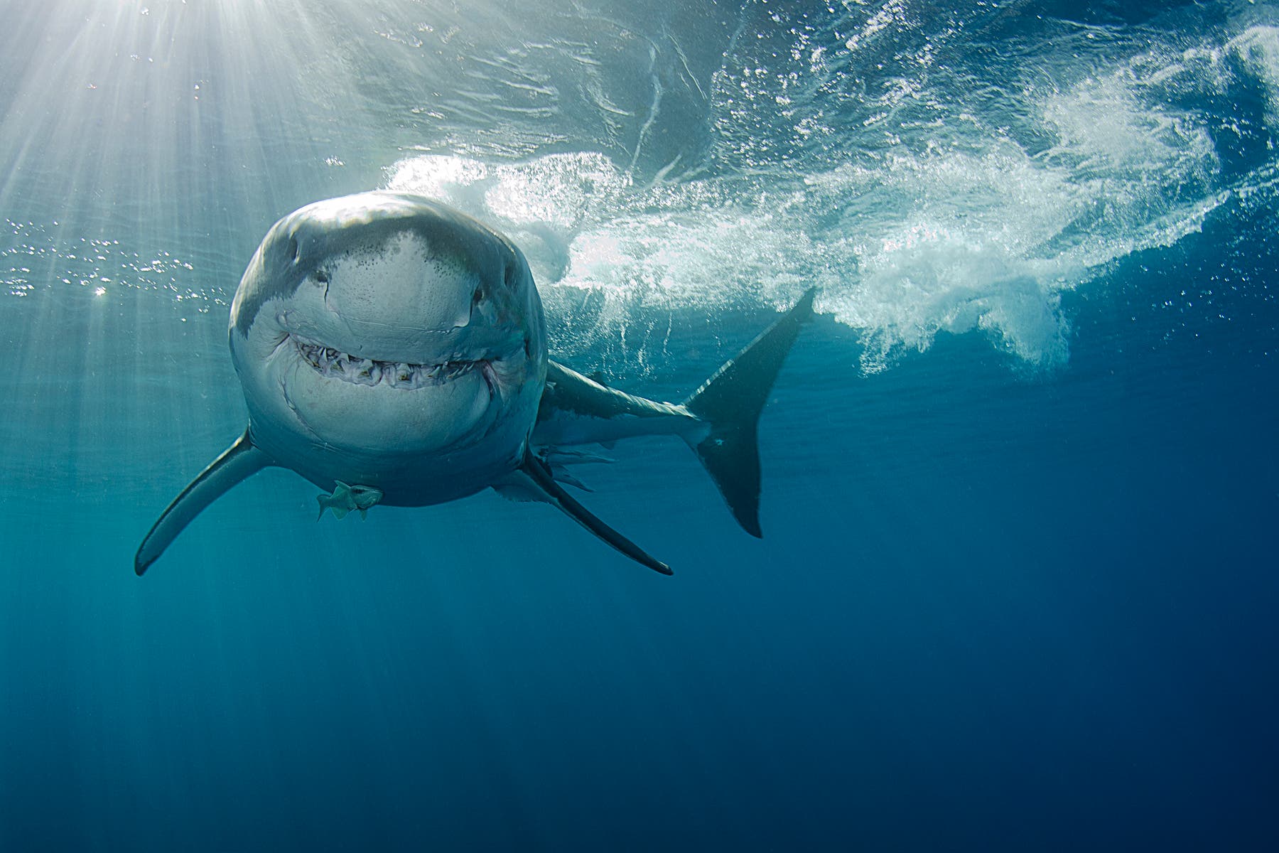 Weißer Hai – tausende Zähne im Lauf eines Lebens