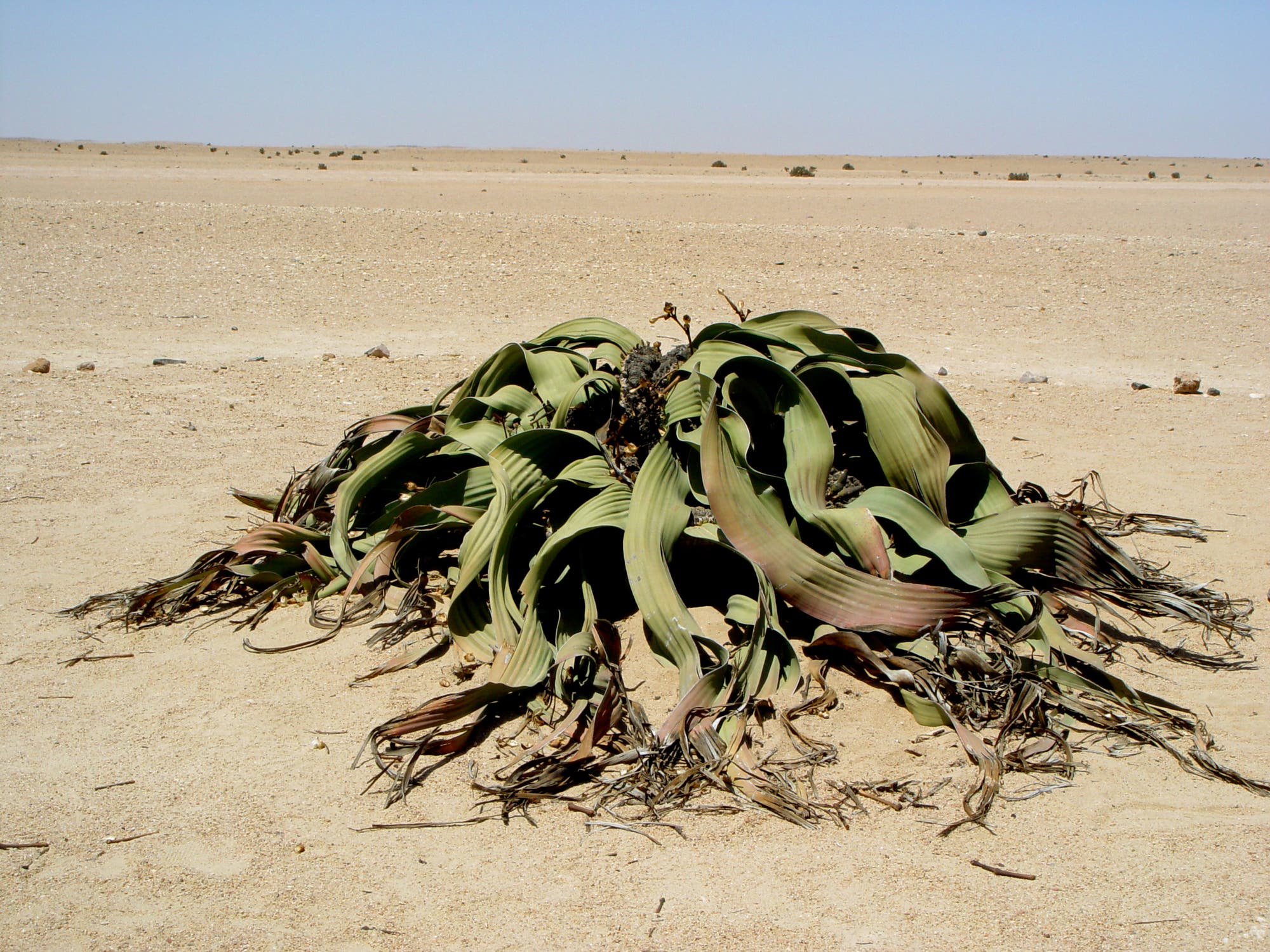 Welwitschien wachsen nur in der Wüste Namib.