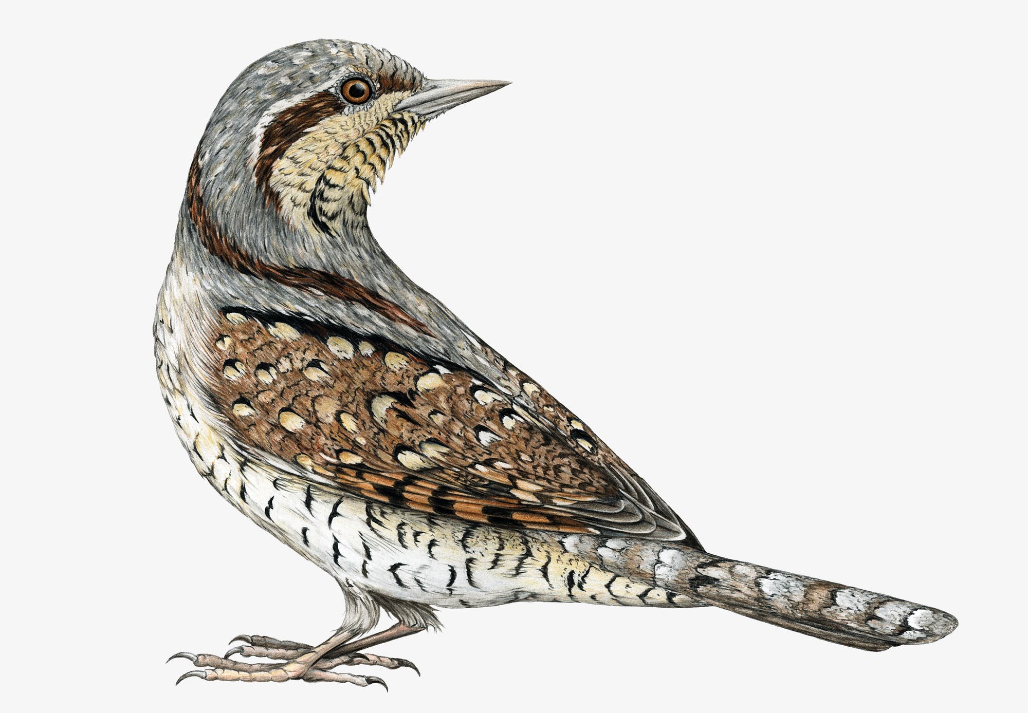 Eine detaillierte Illustration eines Wendehalses, eines Vogels mit braun-grauer Gefiederung und markanten Mustern. Der Vogel steht seitlich, so dass sein langer, dünner Schnabel und die charakteristische Färbung gut sichtbar sind.