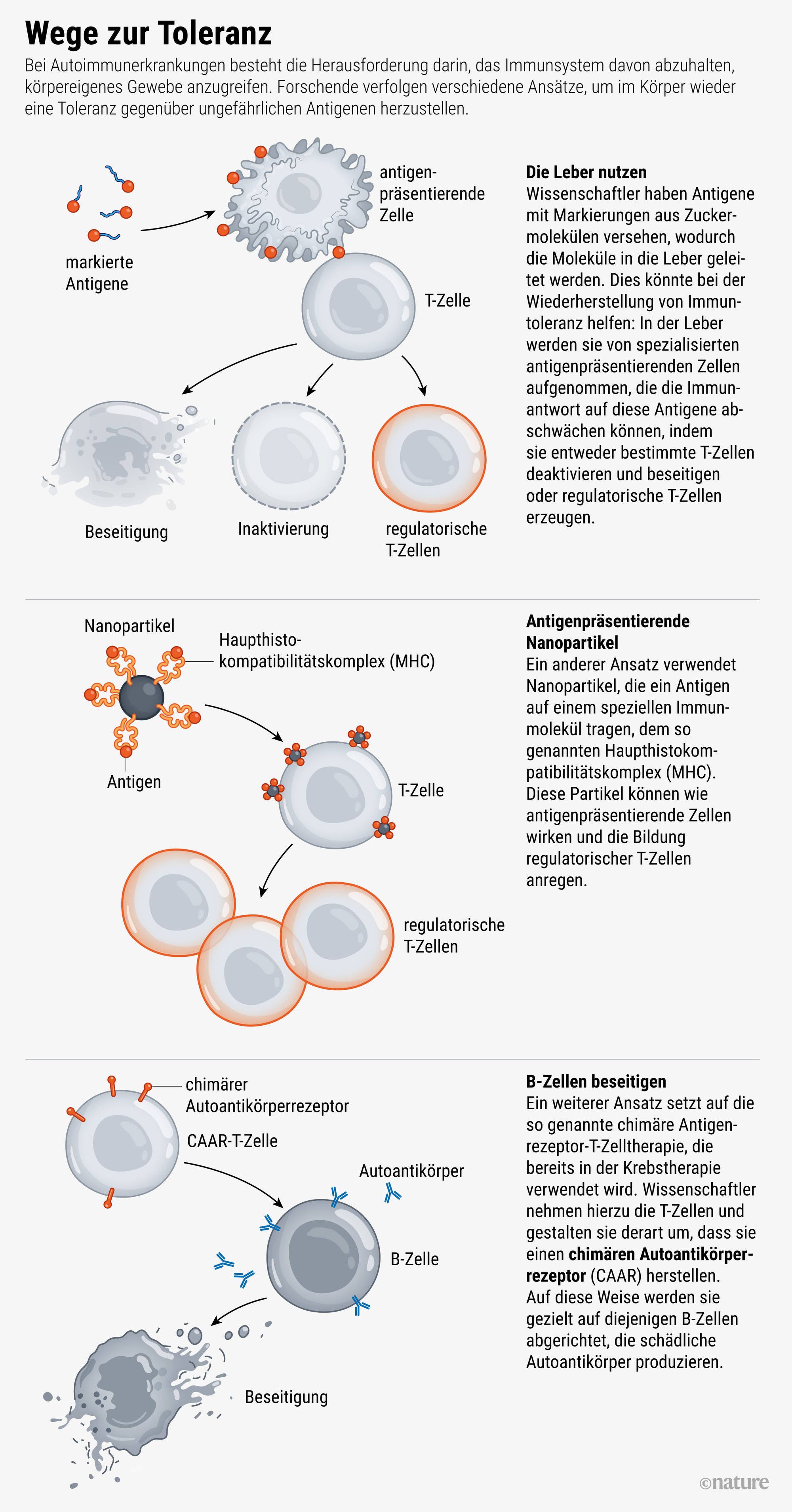 Eine grafische Zusammenfassung der im Artikel vorgestellten Strategien zur Wiederherstellung der Immuntoleranz