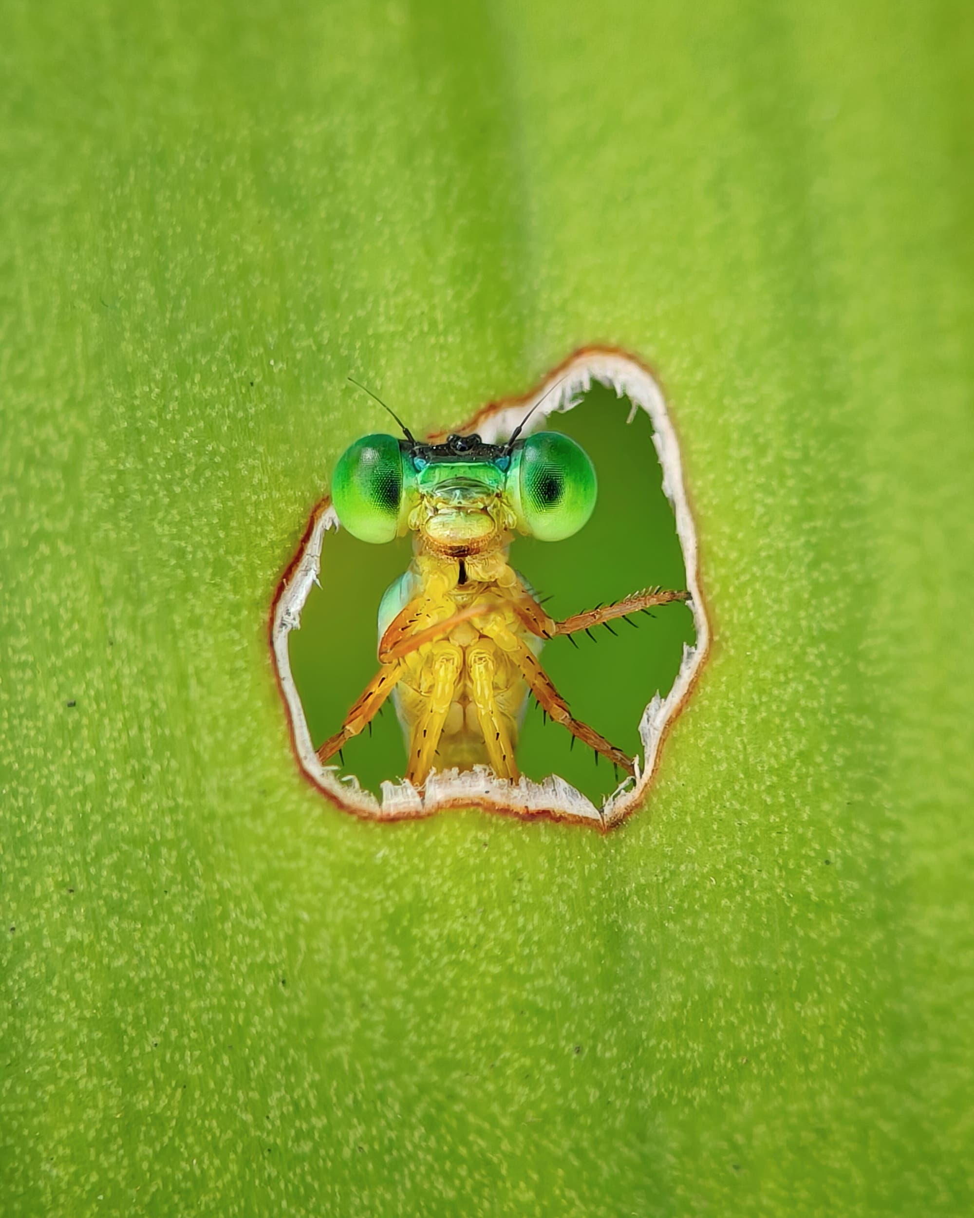 Eine Libelle mit leuchtend gr&uuml;nen Augen schaut durch ein Loch in einem gr&uuml;nen Blatt. Die Nahaufnahme zeigt die detaillierte Struktur der Augen und die zarten Fl&uuml;gel der Libelle. Das Bild hebt die leuchtenden Farben und die nat&uuml;rliche Umgebung hervor.