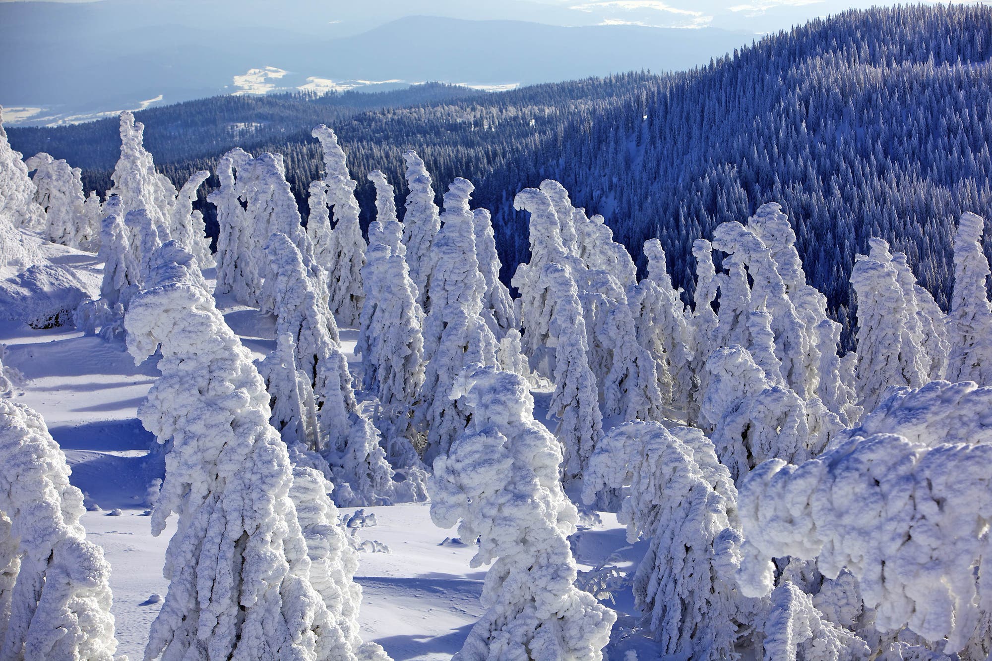 Wenn es heftig schneit und dazu noch Wind weht, entstehen auf dem Großen Arber im Bayerischen Wald die so genannten Schnee- oder Arbermandln: tief verschneite Fichten, die an gebeugte Menschen erinnern.