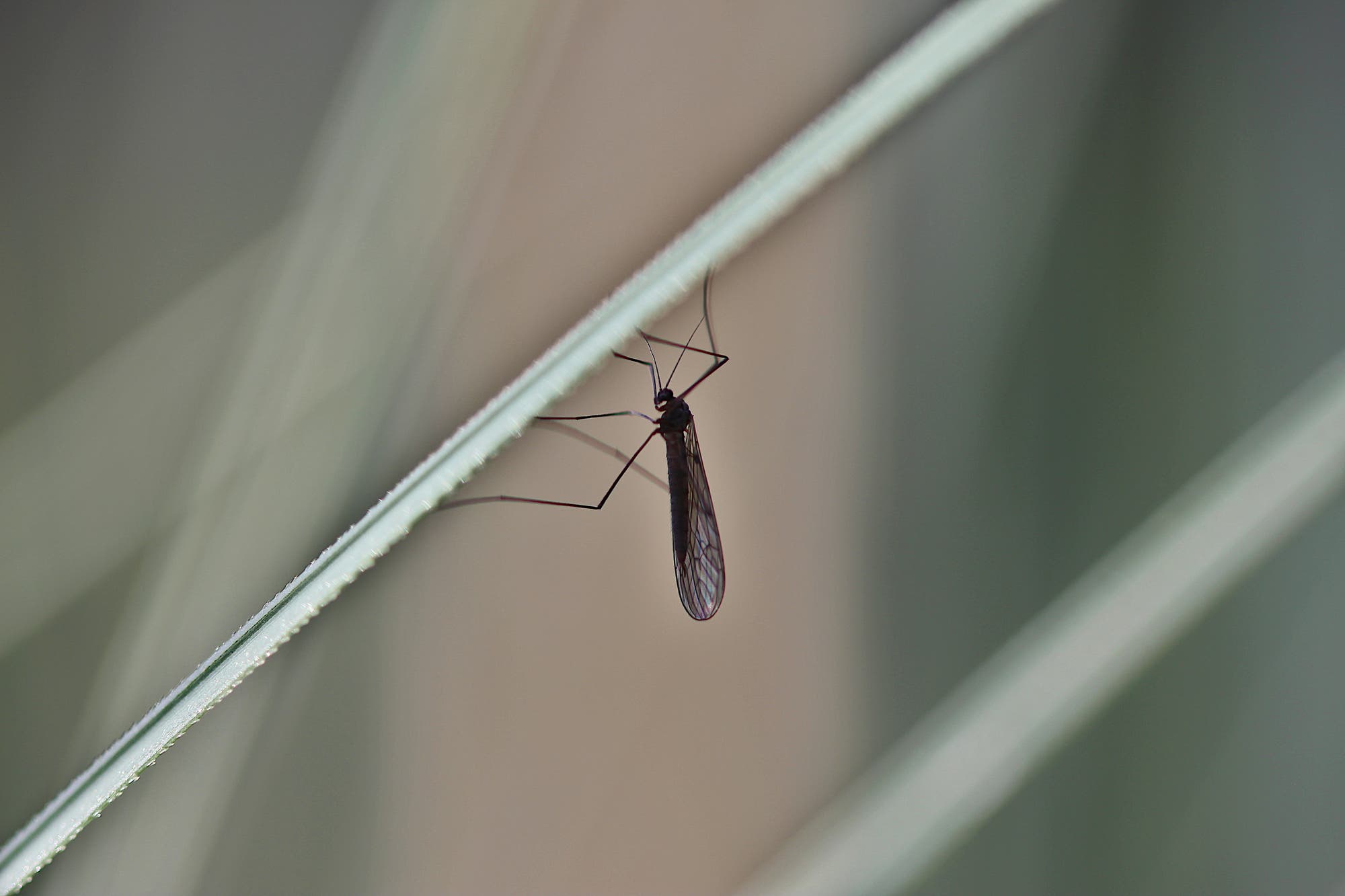 Eine sehr dunkle Wintermücke sitzt in der Vegetation: Sie wirkt fast schwarz und hat schwarze Äderchen in ihren transparenten Flügeln. Deutlich sichtbar sind fünf ihrer sechs dünnen Beinchen sowie die beiden Fühler.