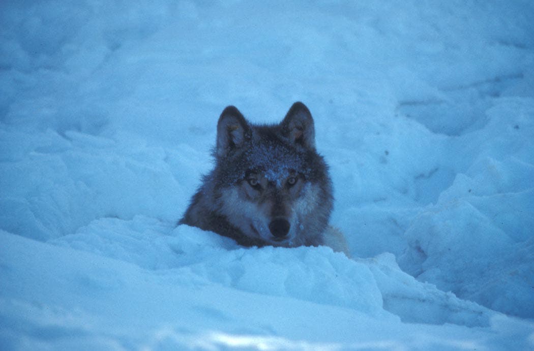 Wolf im Winterpelz