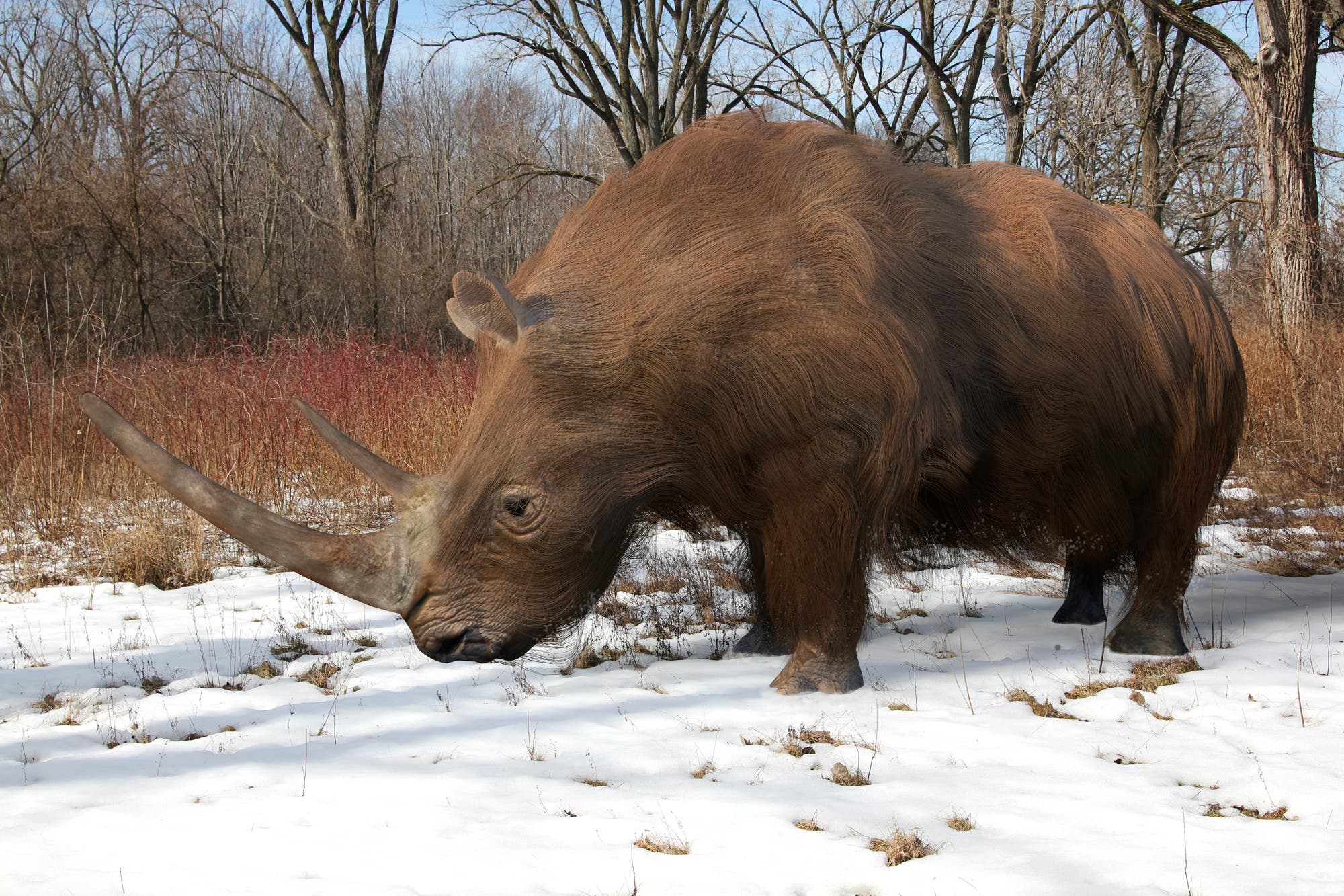 Wollnashorn – der nordische Vetter der Rhinozerosse