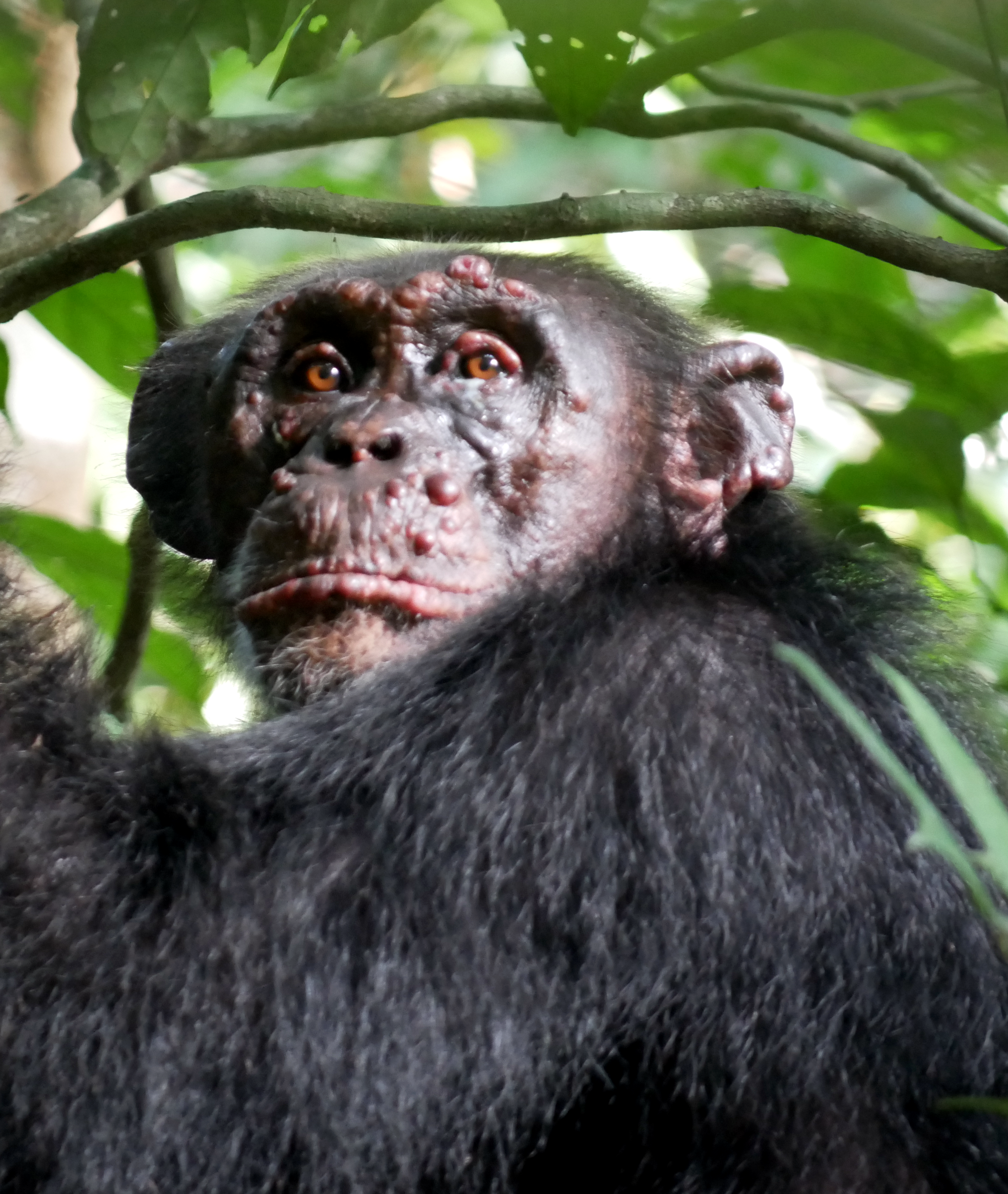 Auch der Schimpanse Woodstock hat sich mit Lepra infiziert