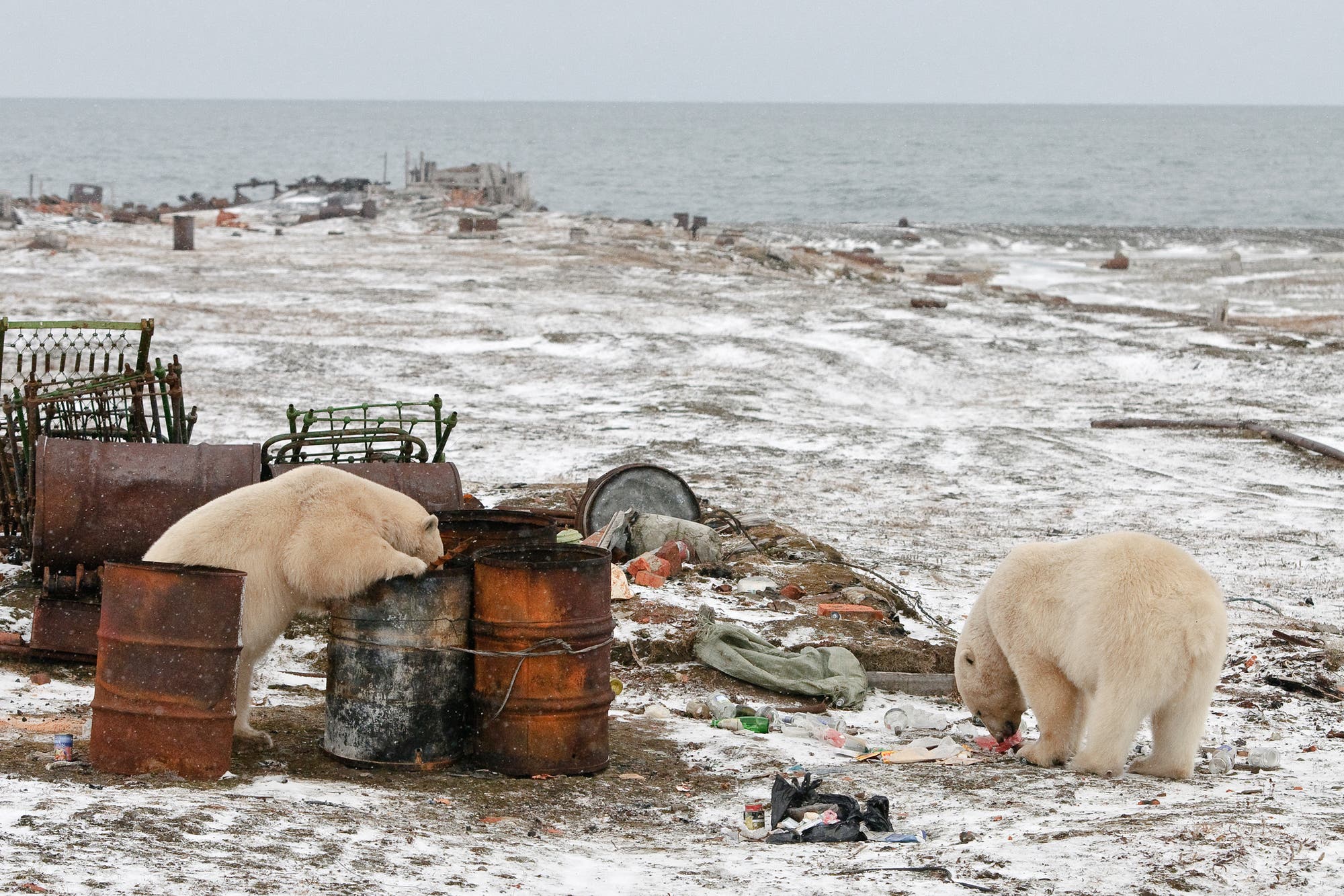 Eisbären sind wenig wählerisch – sie durchsuchen auch Müll von Menschen nach Fressbarem.