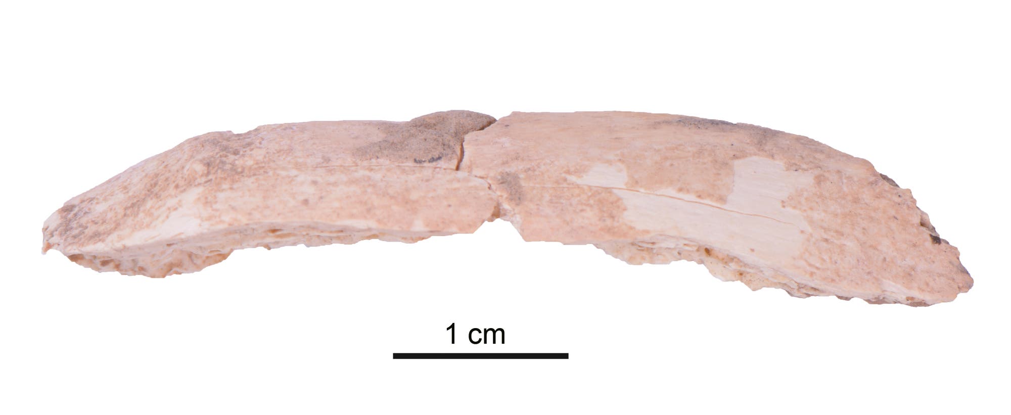 Fragmentierter Rippenknochen aus der Baishiya-Karsthöhle.