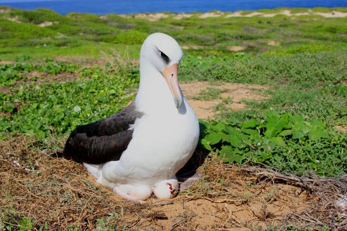 Laysan-Albatros auf Eiern