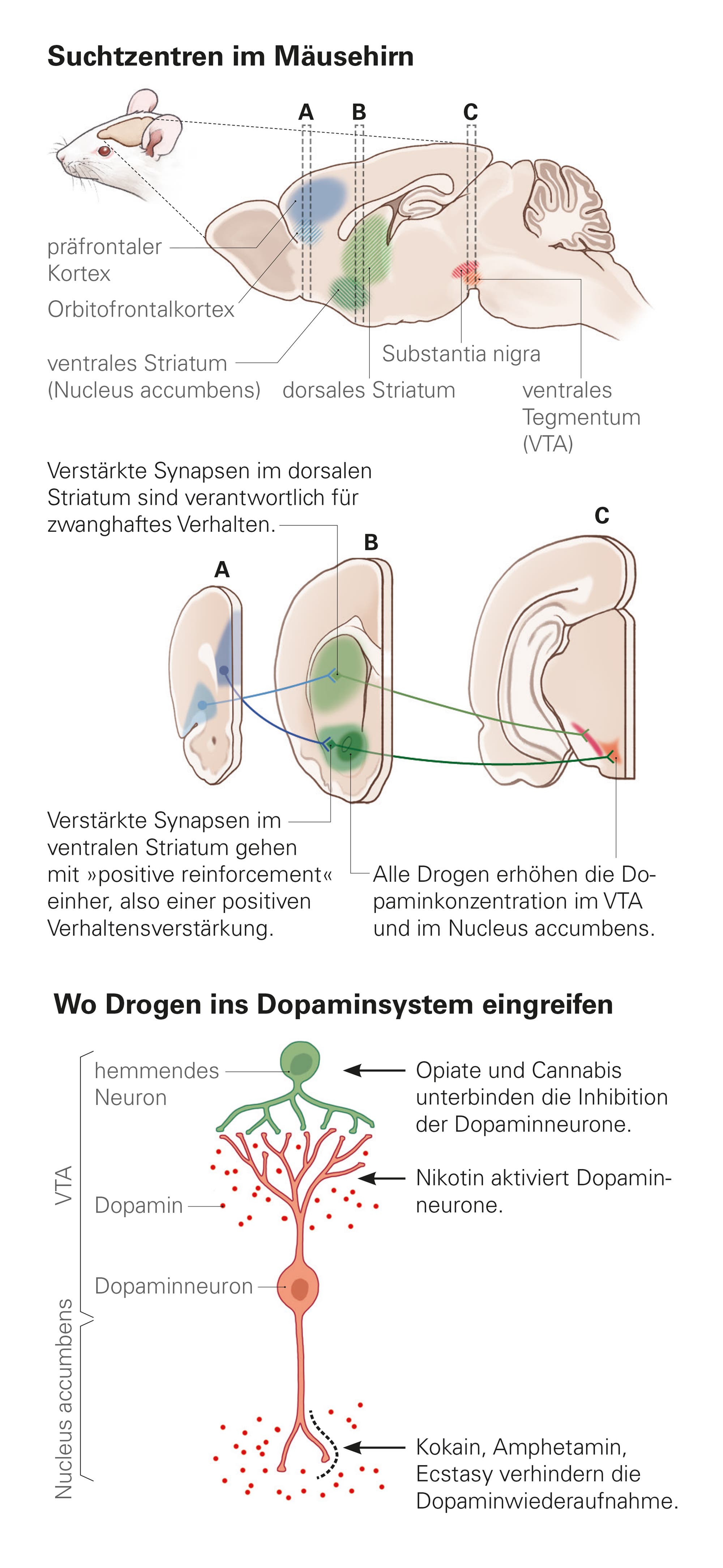 Ein wissenschaftliches Diagramm zeigt die Suchtzentren im Mäusehirn und die Wirkung von Drogen auf das Dopaminsystem. Links ist ein Querschnitt des Mäusehirns mit markierten Bereichen: präfrontaler Kortex, orbitofrontaler Kortex, ventrales und dorsales Striatum, Substantia nigra und ventrales Tegmentum (VTA). Verstärkte Synapsen im dorsalen Striatum sind für zwanghaftes Verhalten verantwortlich, während im ventralen Striatum positive Verhaltensverstärkung stattfindet. Rechts wird dargestellt, wie Drogen wie Opiate, Cannabis, Nikotin, Kokain, Amphetamin und Ecstasy auf Dopaminneurone wirken, indem sie die Dopaminkonzentration im VTA und Nucleus accumbens erhöhen. Der Text erklärt, dass Erkenntnisse aus Mäuseexperimenten stammen und Drogen das typische Suchtverhalten durch erhöhte Dopaminkonzentration und verstärkte Synapsen verursachen.