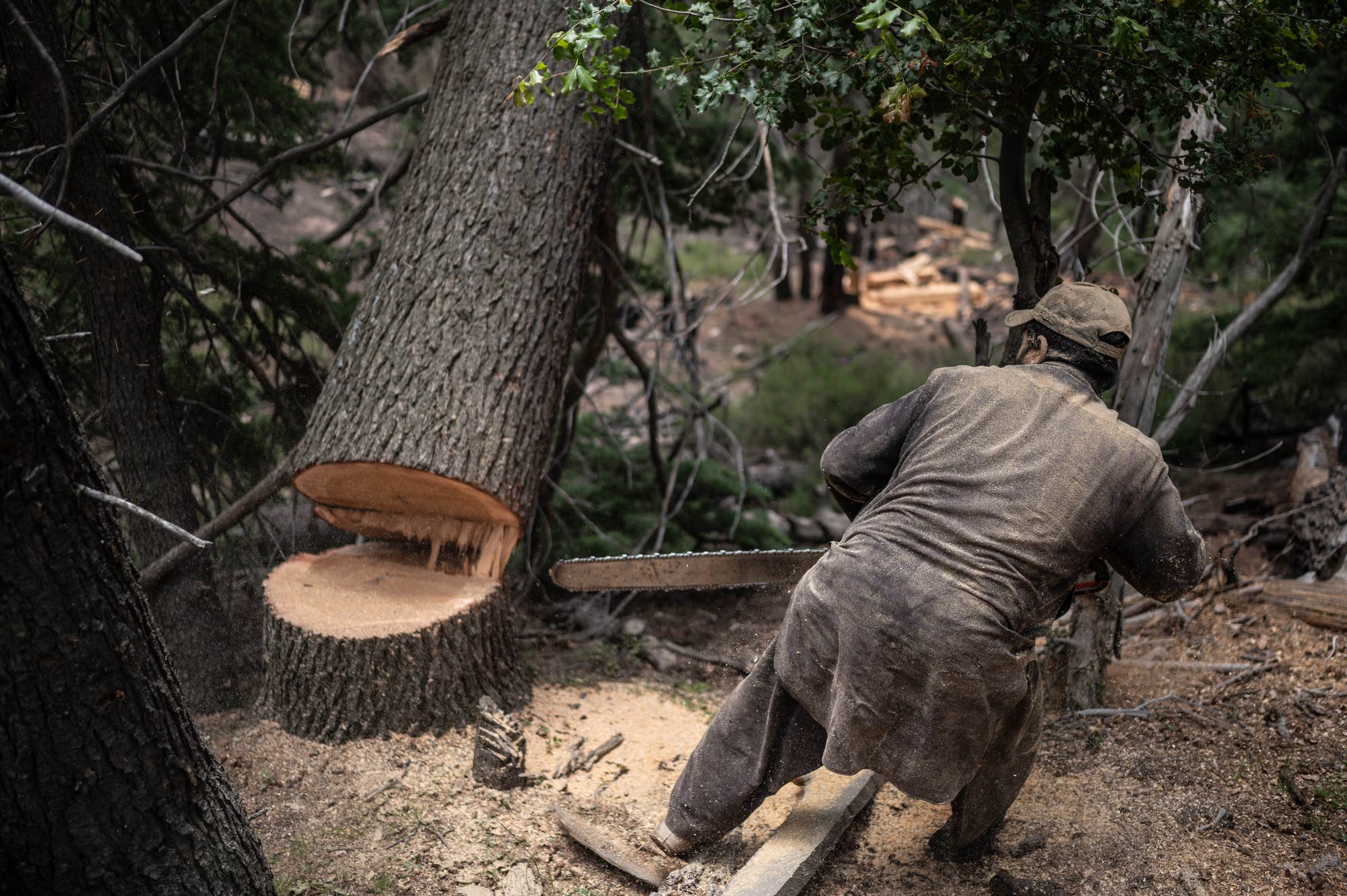 Der Holzfäller Dilaram fällt im Bezirk Wama illegal einen Baum.