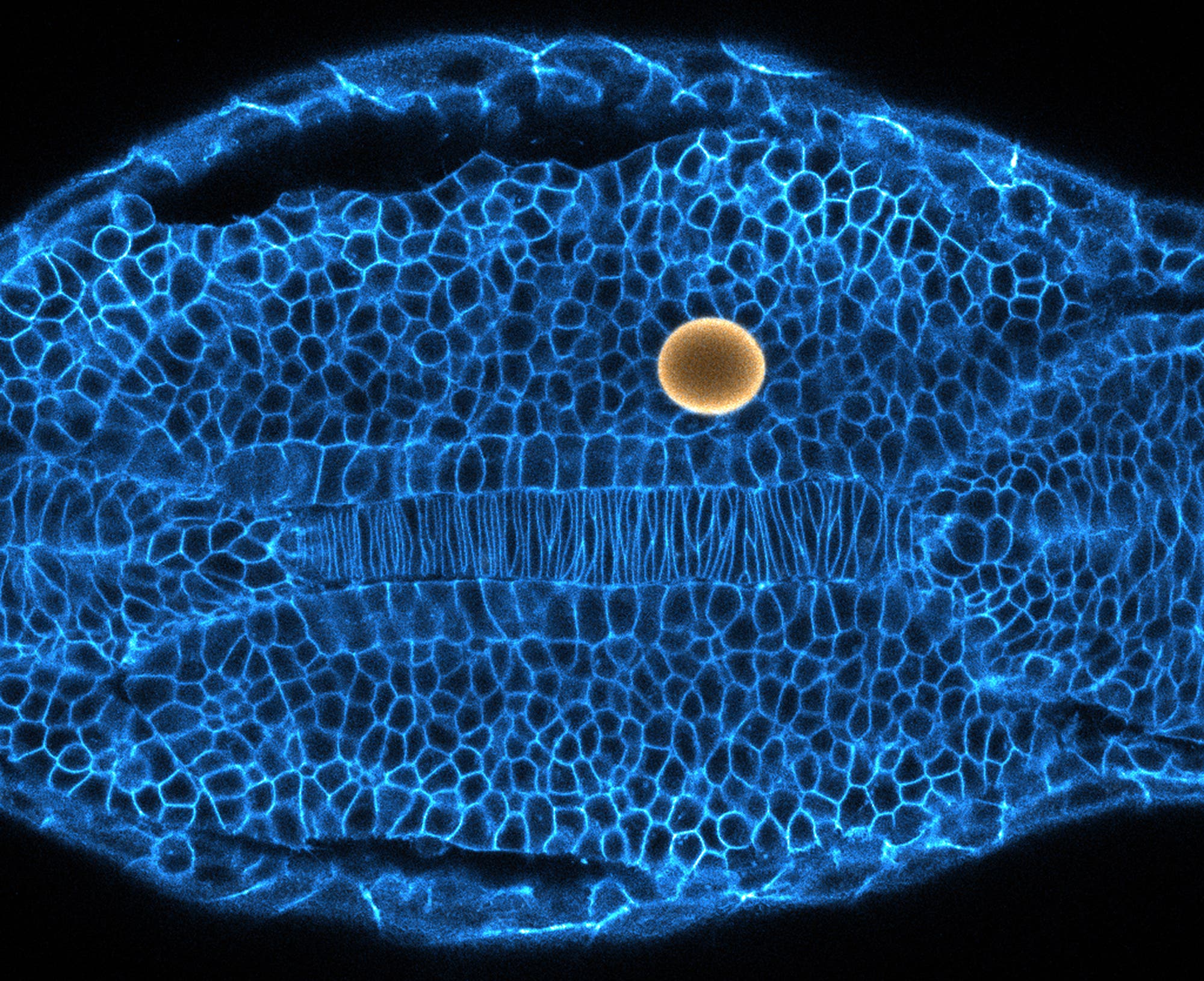 Zebrafisch Embryo