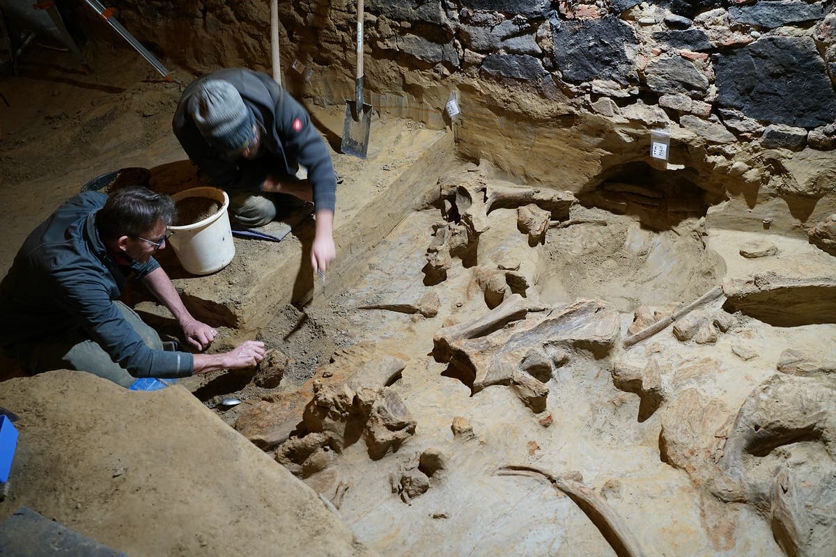 Archäologen legen die Überreste von Mammuts in einem Weinkeller im niederösterreichischen Gobelsburg frei.