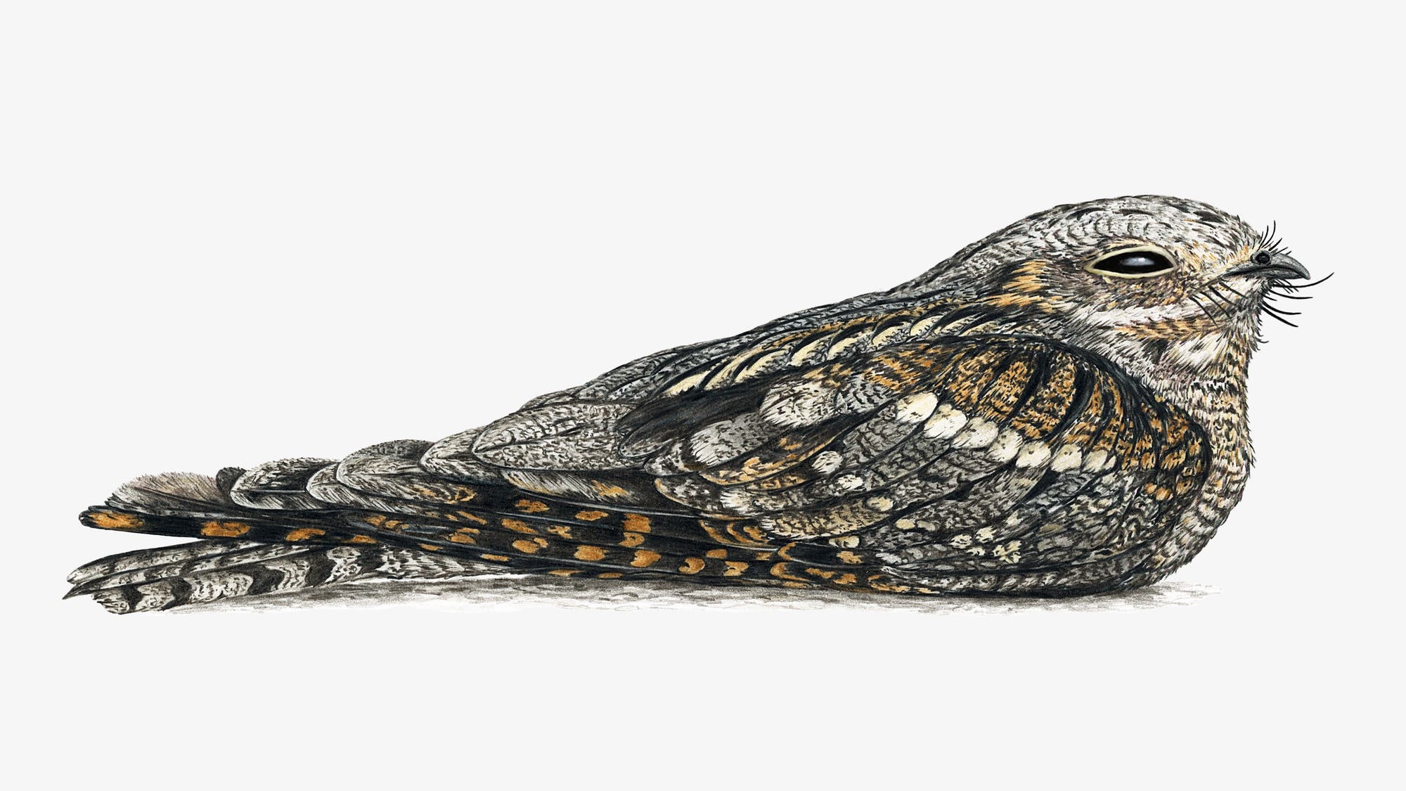 Buntstiftzeichnung eines Ziegenmelkers, der auf dem Boden sitzt. Der grau-schwarz-braune Vogel hat die Flügel angelegt, die Beine eingezogen und die Augen halb geschlossen.