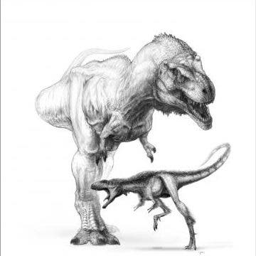 <i>Tyrannosaurus</i> und <i>Raptorex</i>