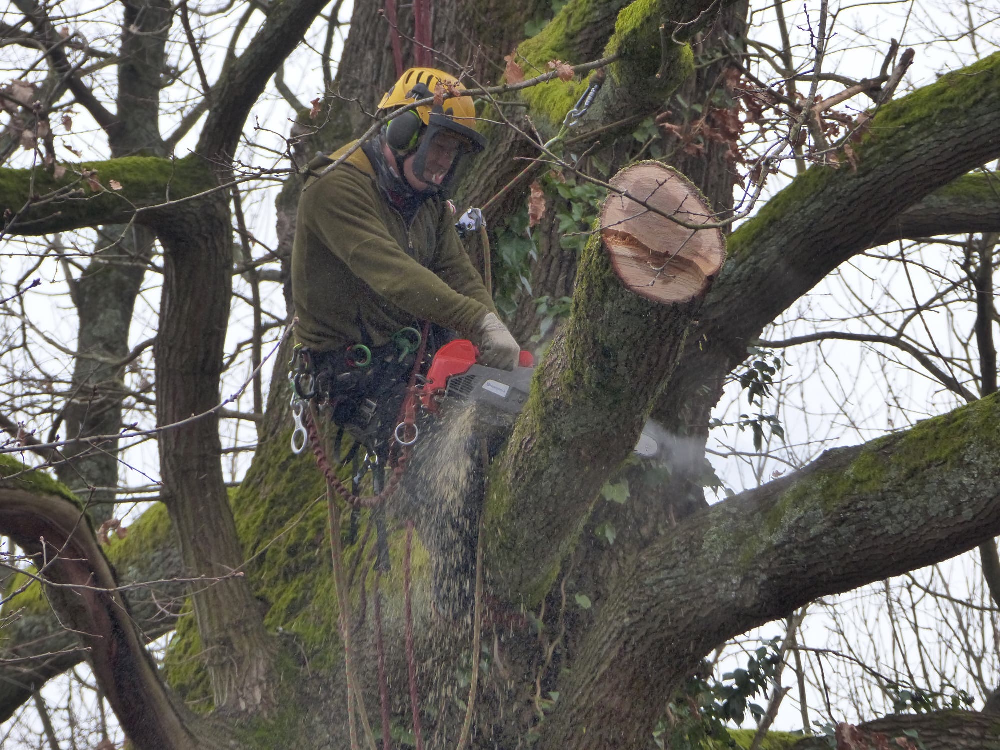 Baumpfleger in Schutzkleidung sägt in einem Baum.