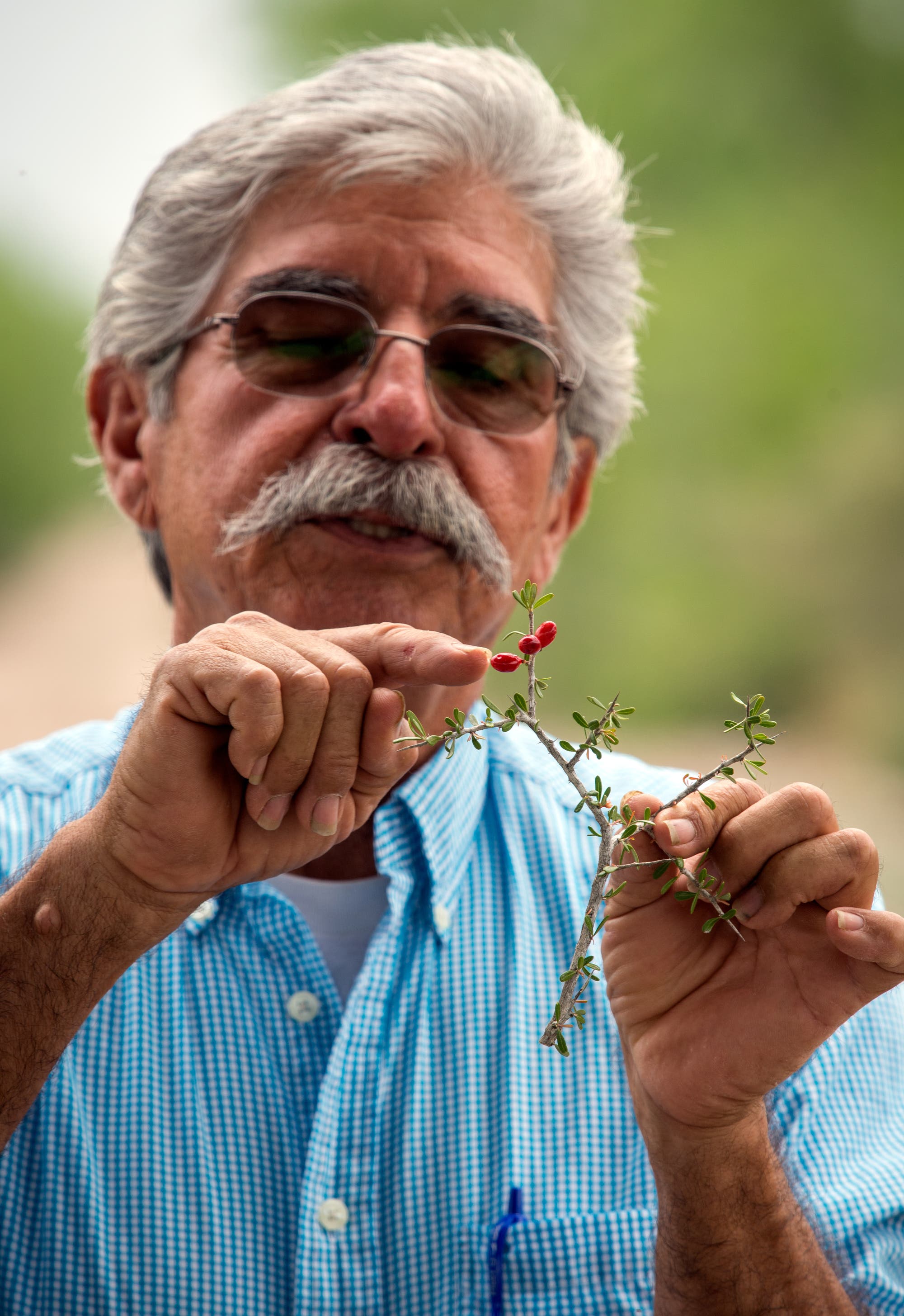 Benito Treviño zeigt auf Beeren des Amargosa-Strauchs (Castela erecta texana)