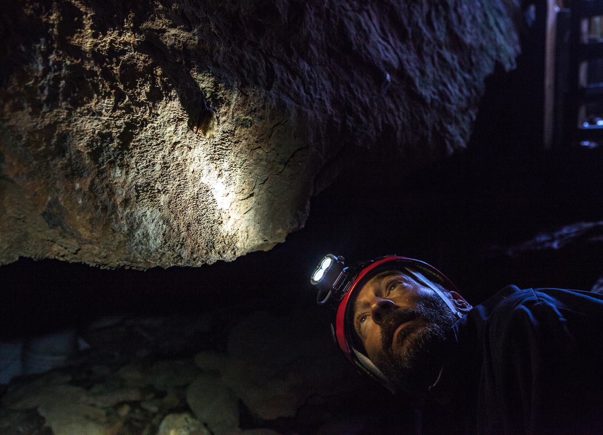 Richard Stark begutachtet Fledermäuse in einer Höhle