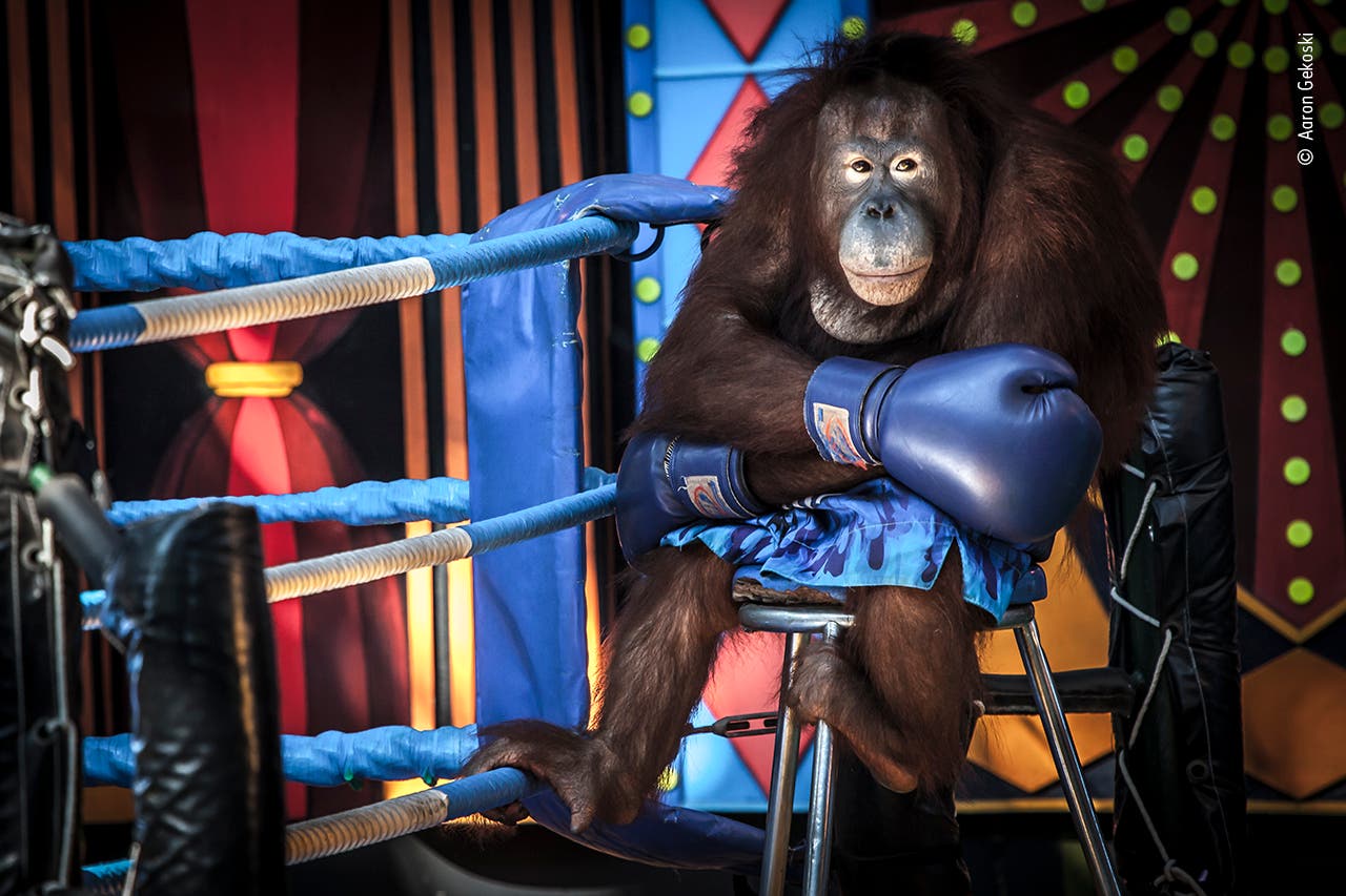 Ein von Menschen für eine Tiershow verkleideter Orang-Utan mit Boxhandschuhen 