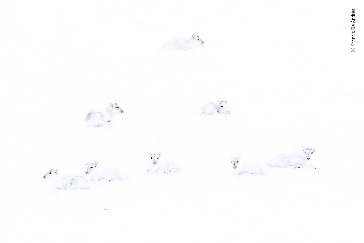 Rentiere im Winterpelz tarnen sich im Schneegestöber