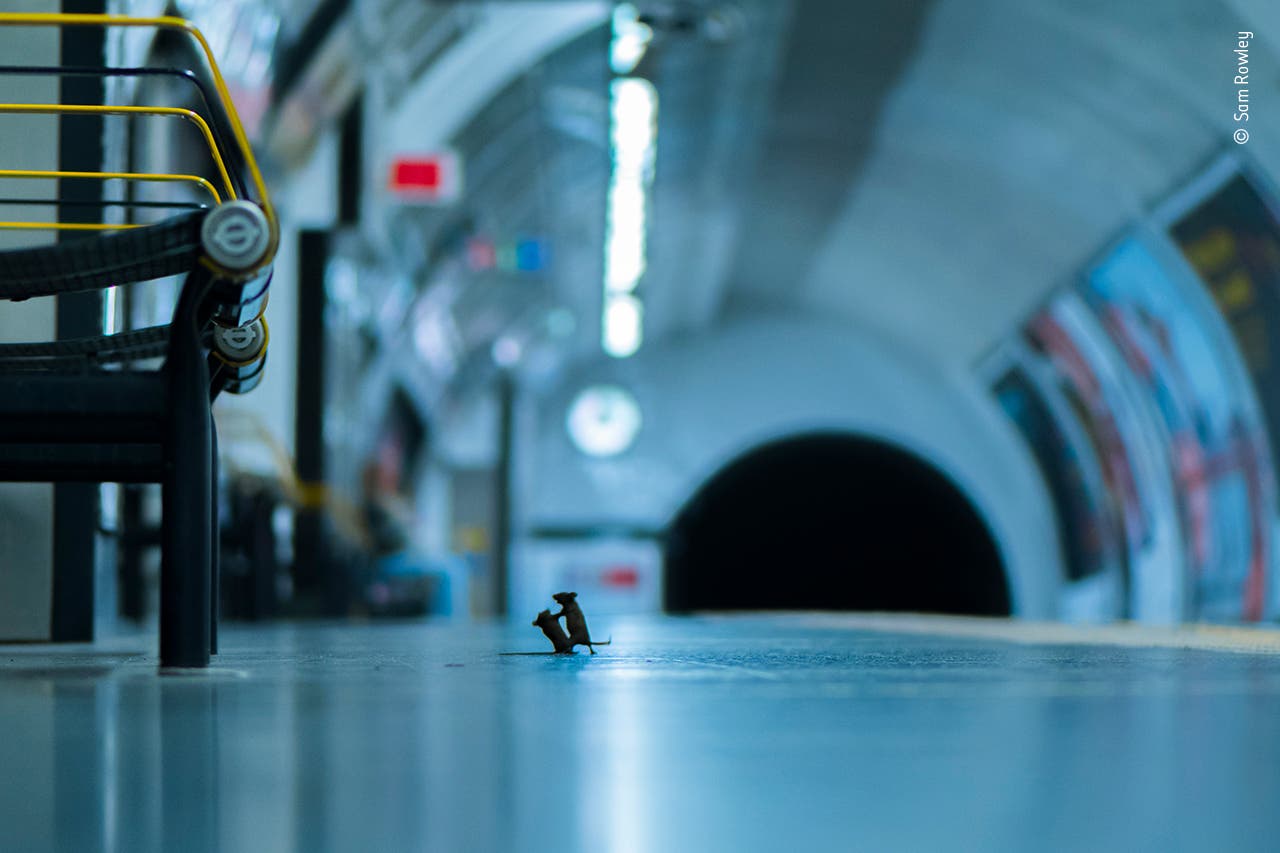Zwei Mäuse kämpfen auf der U-Bahnhaltestelle