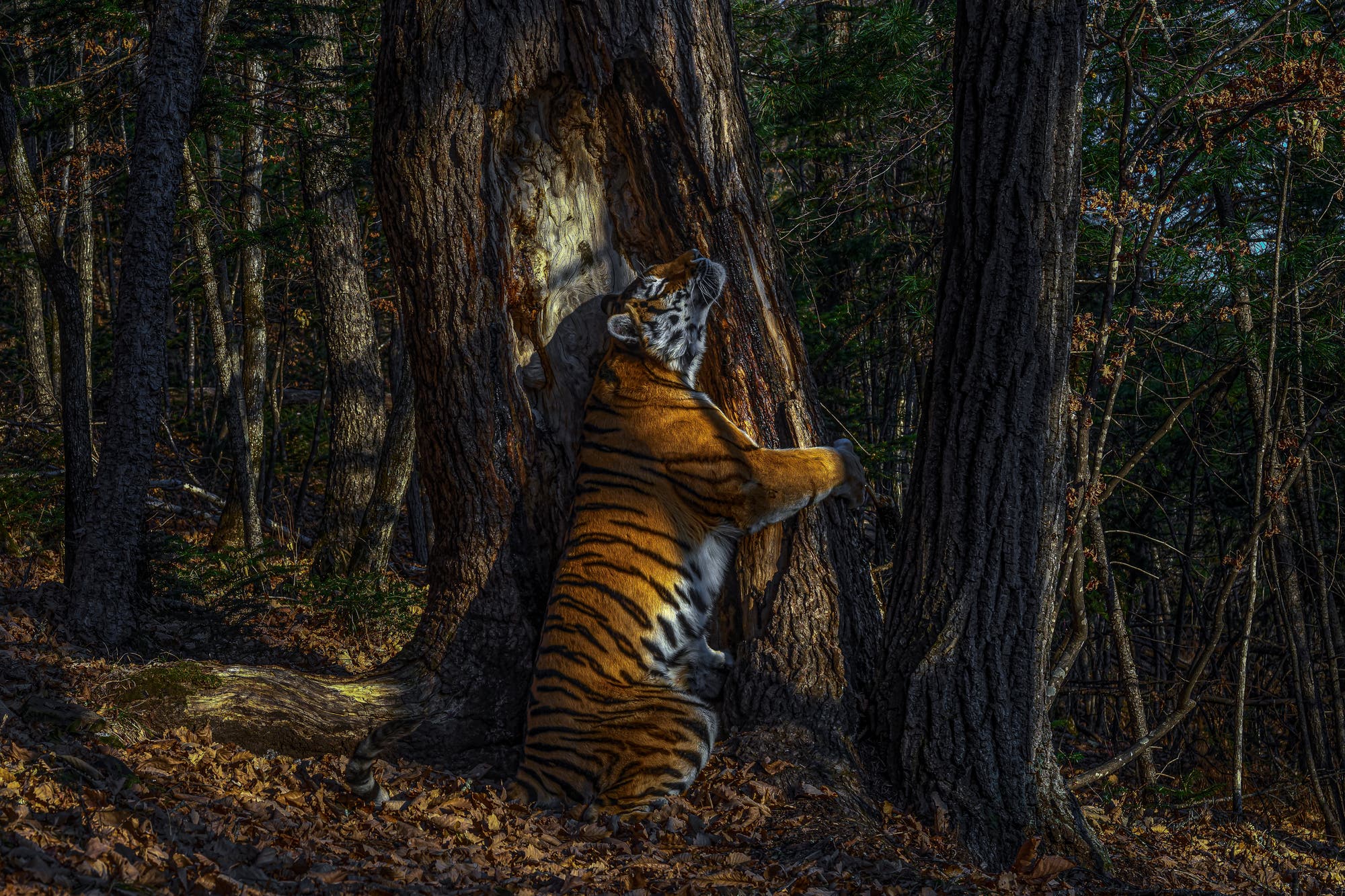 »Die Umarmung«. So hat Sergey Gorshkov sein Foto von einer Sibirischen Tigerin genannt.
