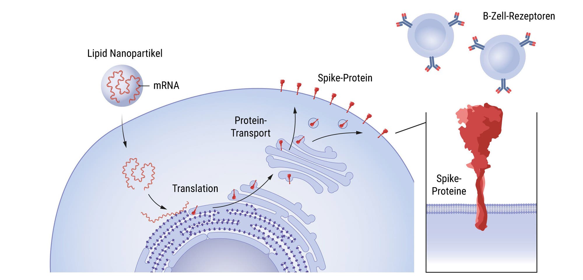 So funktioniert der mRNA-Impfstoff