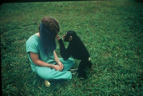 Schimpansin und Versuchsleiter