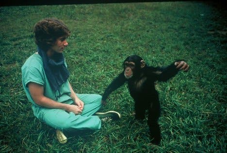 Schimpansin und Versuchsleiter