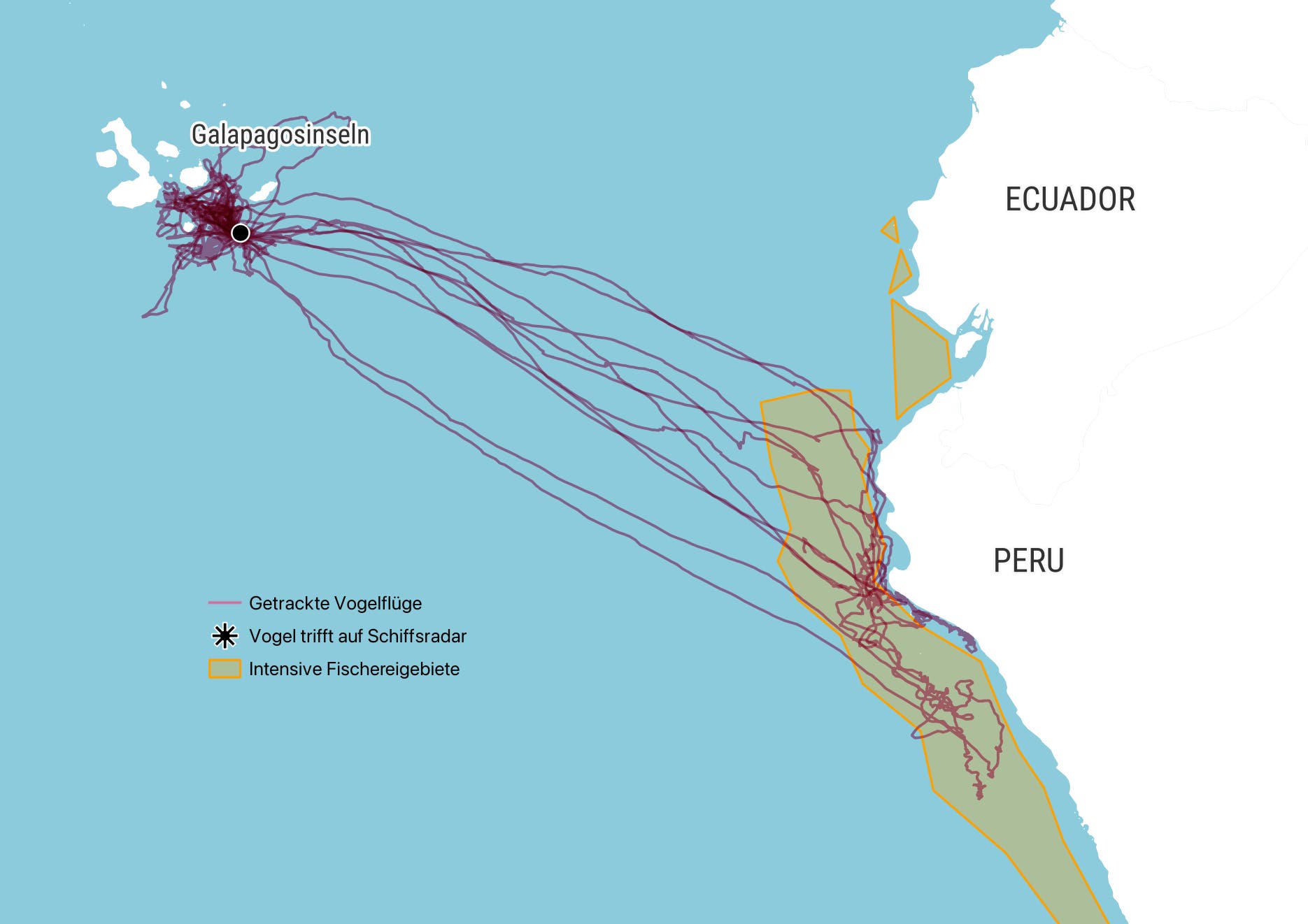 Karte der Flugrouten von Vögeln zwischen den Galapagosinseln und der Küste von Ecuador und Peru. Die Karte zeigt getrackte Vogelrouten in Lila, die auf intensive Fischereigebiete in Gelb treffen. Ein Symbol markiert Stellen, an denen Vögel auf Schiffsradar treffen. Die Karte hebt die geografische Lage der Galapagosinseln sowie die Küstenlinien von Ecuador und Peru hervor.