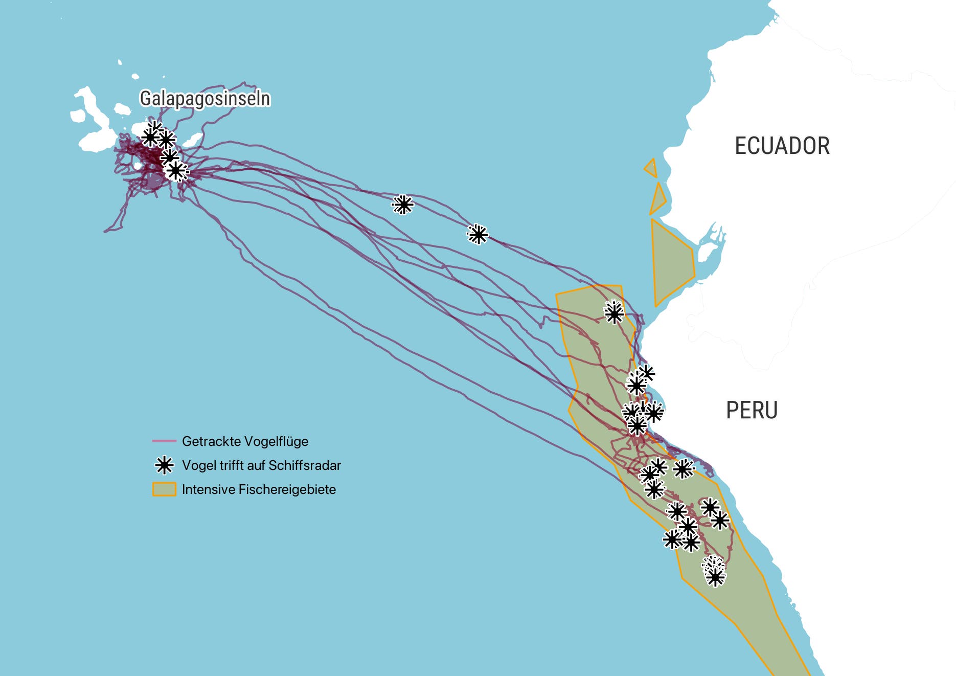 Geografische Karte, die die Flugrouten von Vögeln zwischen den Galapagosinseln und der Küste von Ecuador und Peru zeigt. Die Karte enthält violette Linien für getrackte Vogelflüge und Symbole, die Vogelbegegnungen mit Schiffsradar markieren. Gelb umrandete Bereiche kennzeichnen intensive Fischereigebiete entlang der Küste. Die Karte hebt die Interaktion zwischen Vogelbewegungen und menschlichen Aktivitäten hervor.