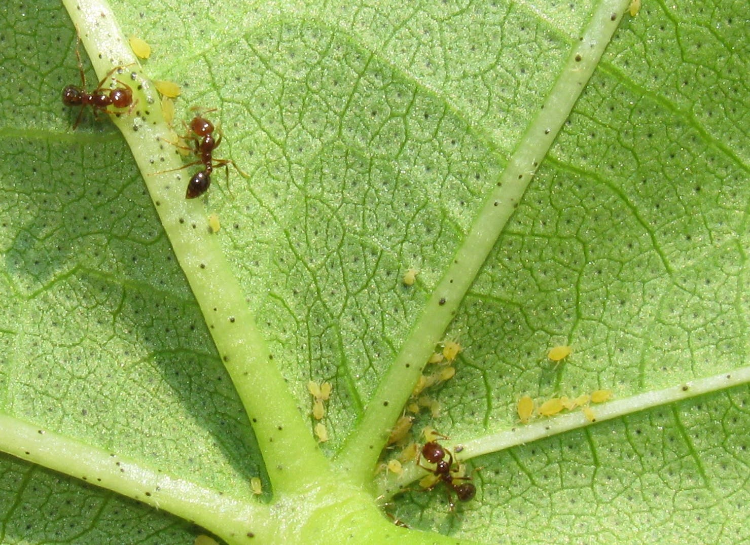 Ameisen trinken Nektar aus einer Saftdrüse im Blatt