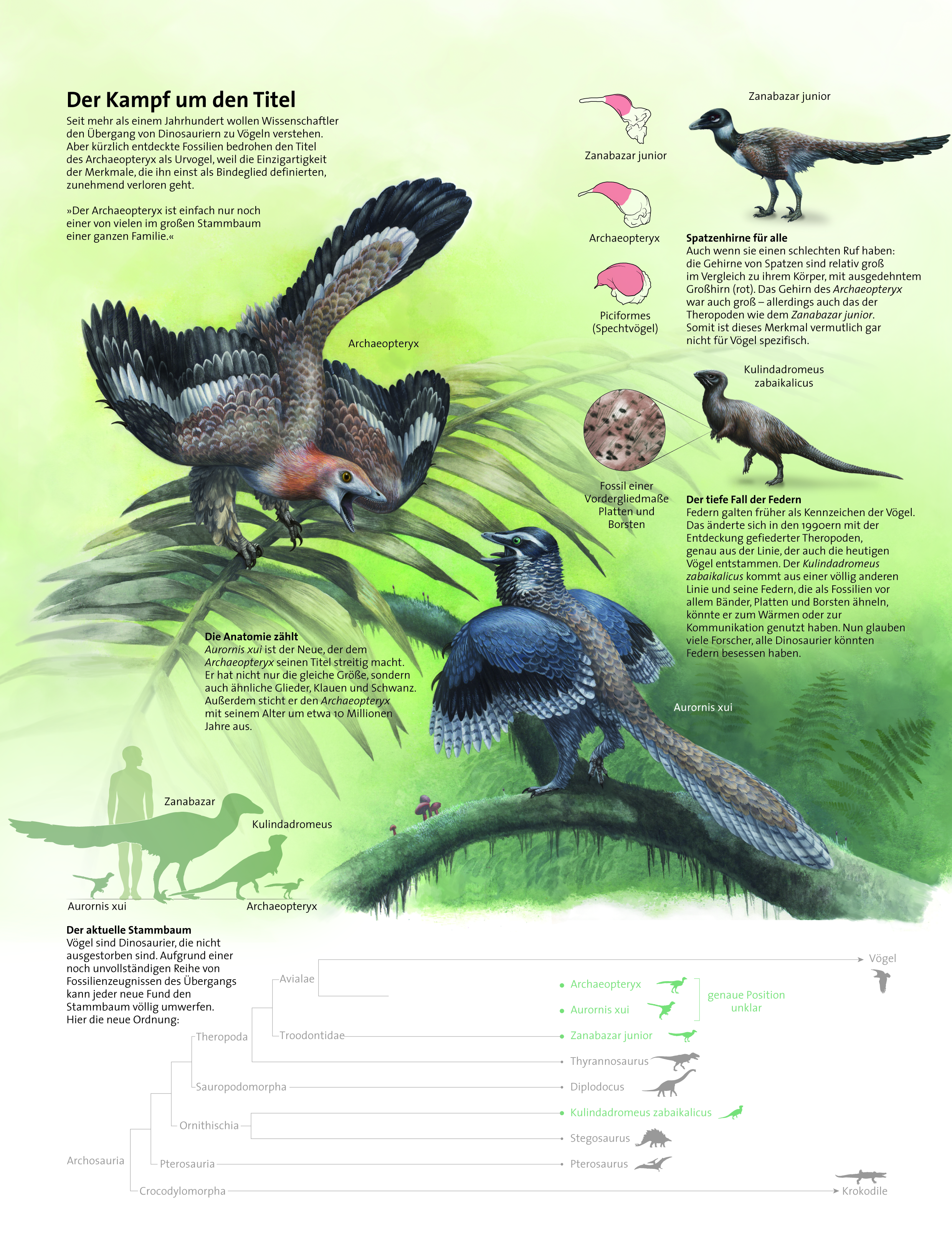 Infografik der frühen Vögel und ihres Stammbaums