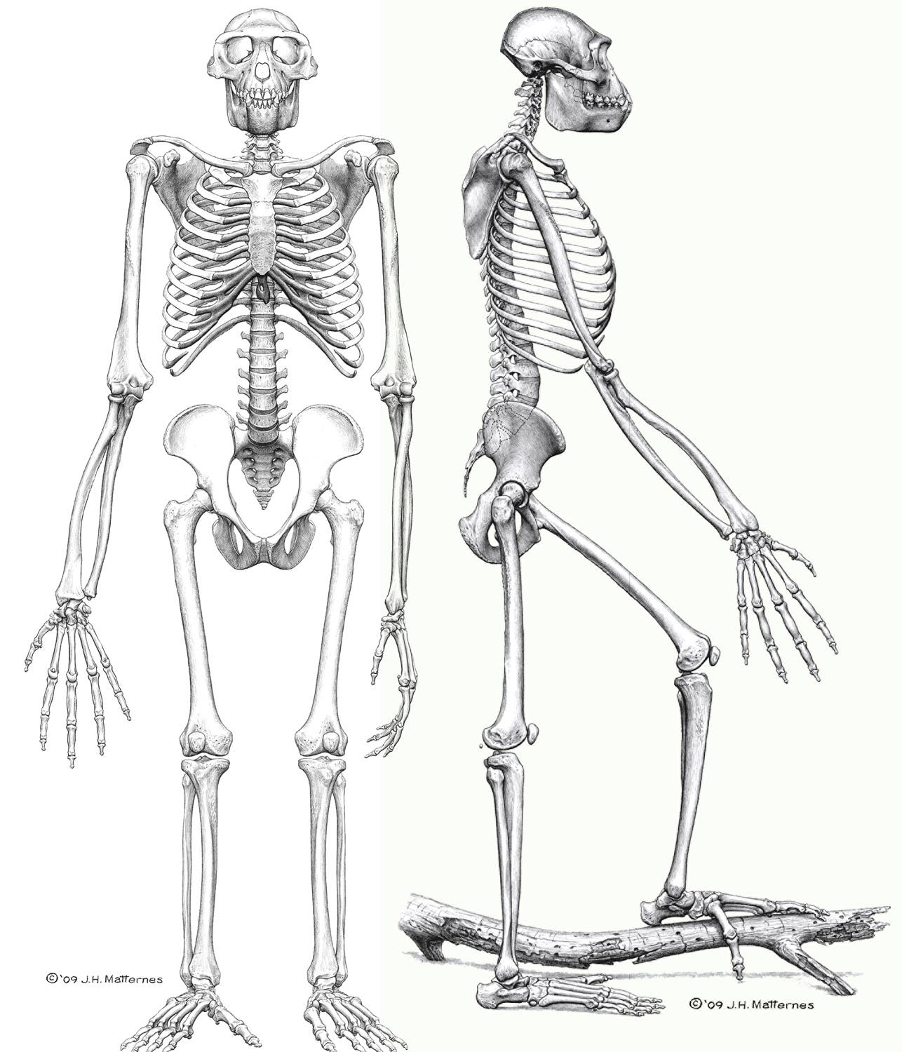 Skelettrekonstruktion