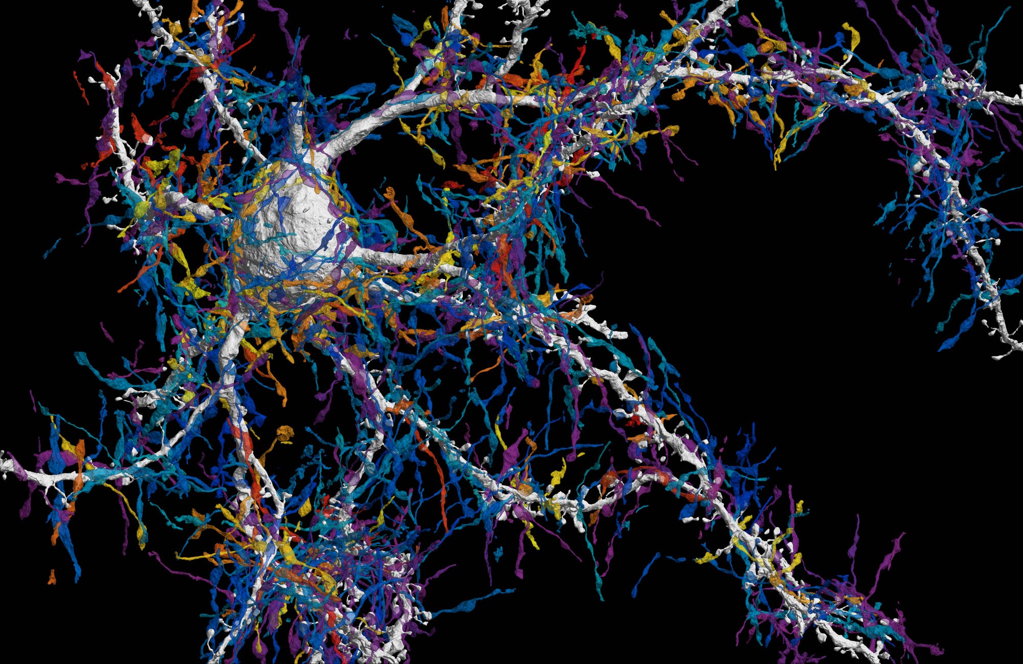 Nervenzelle in der Großhirnrinde mit allen Eingangsaxonen