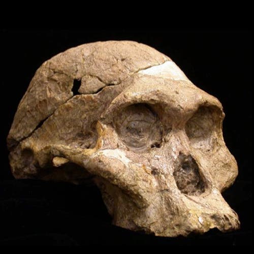 <i>Australopithecus africanus</i> 