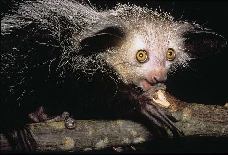 Aye-Aye - eine urtümliche madagassische Lemurenart