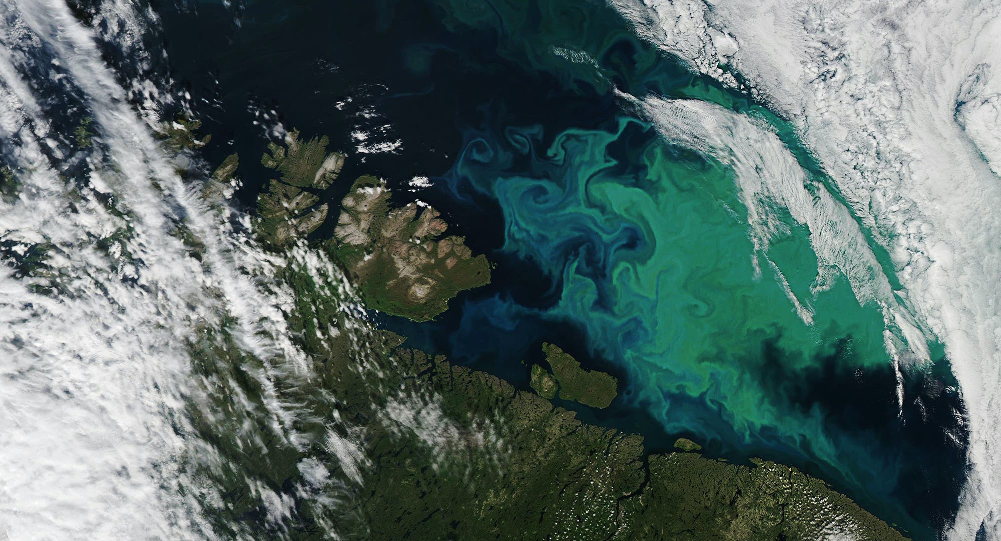 Plankton bedeckt die Barentssee.