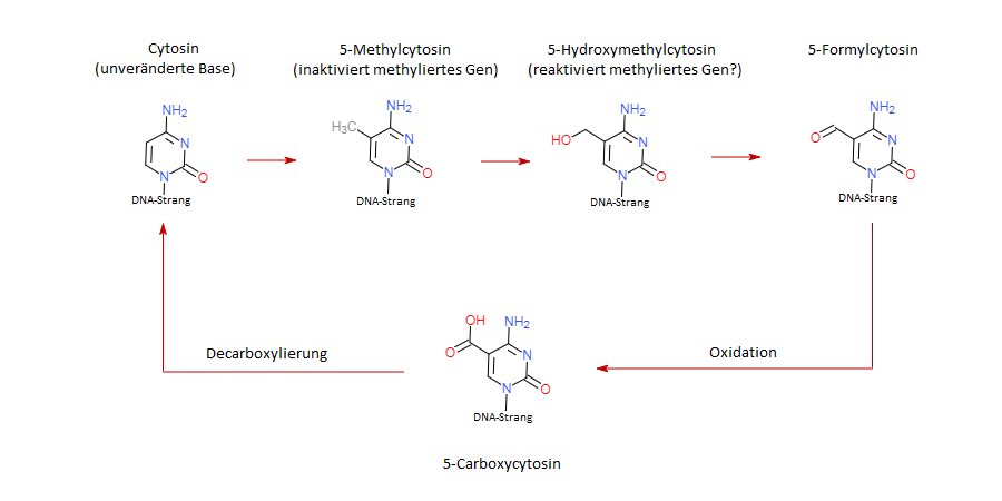 Der Zyklus der DNA-Methylierung am Cytosin