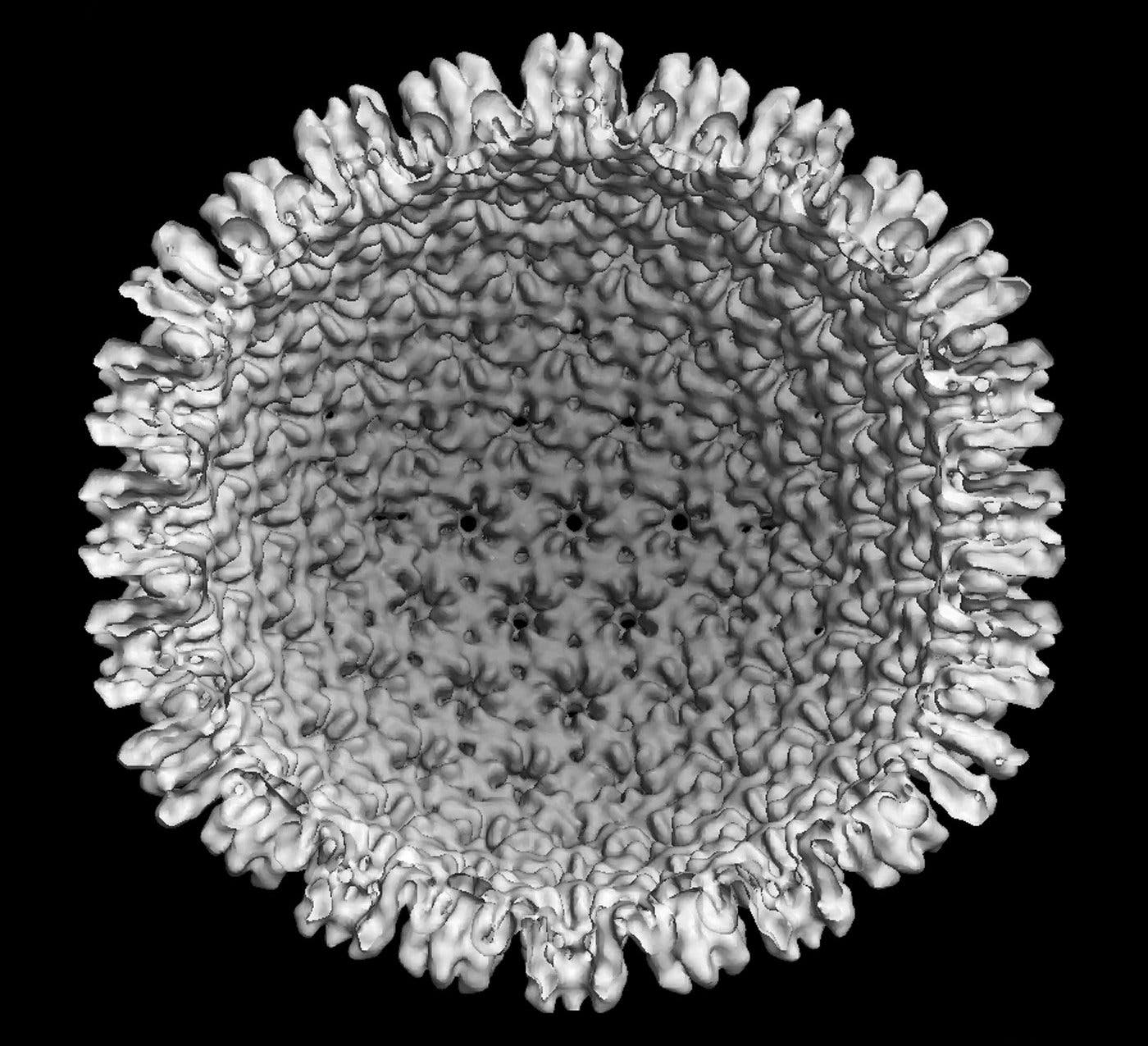 Kaposi-Sarkom assoziiertes Herpesvirus (KSHV)