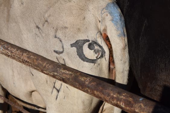 Kuh mit Augen auf den Hintern gemalt zur Löwenabwehr