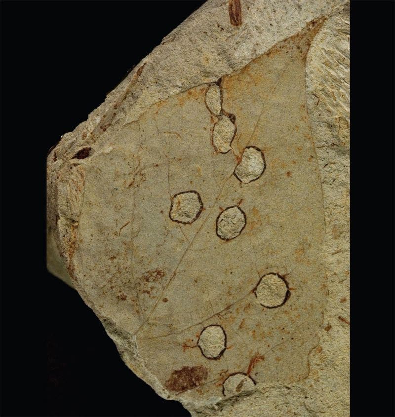 Fossiles Blatt mit Fraßschäden