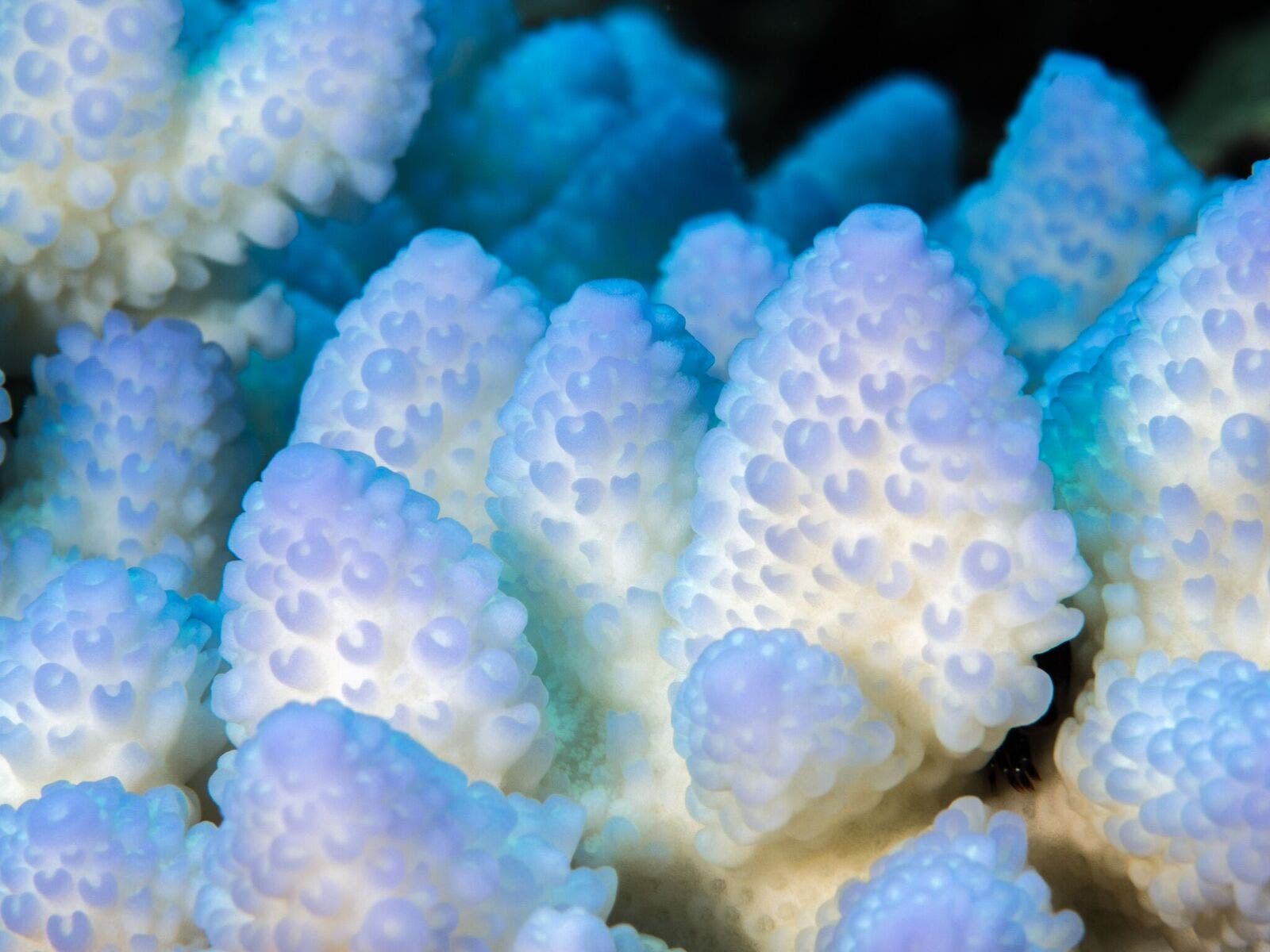 Tannenzapfenähnliche, bläulich weiße Korallenstöcke
