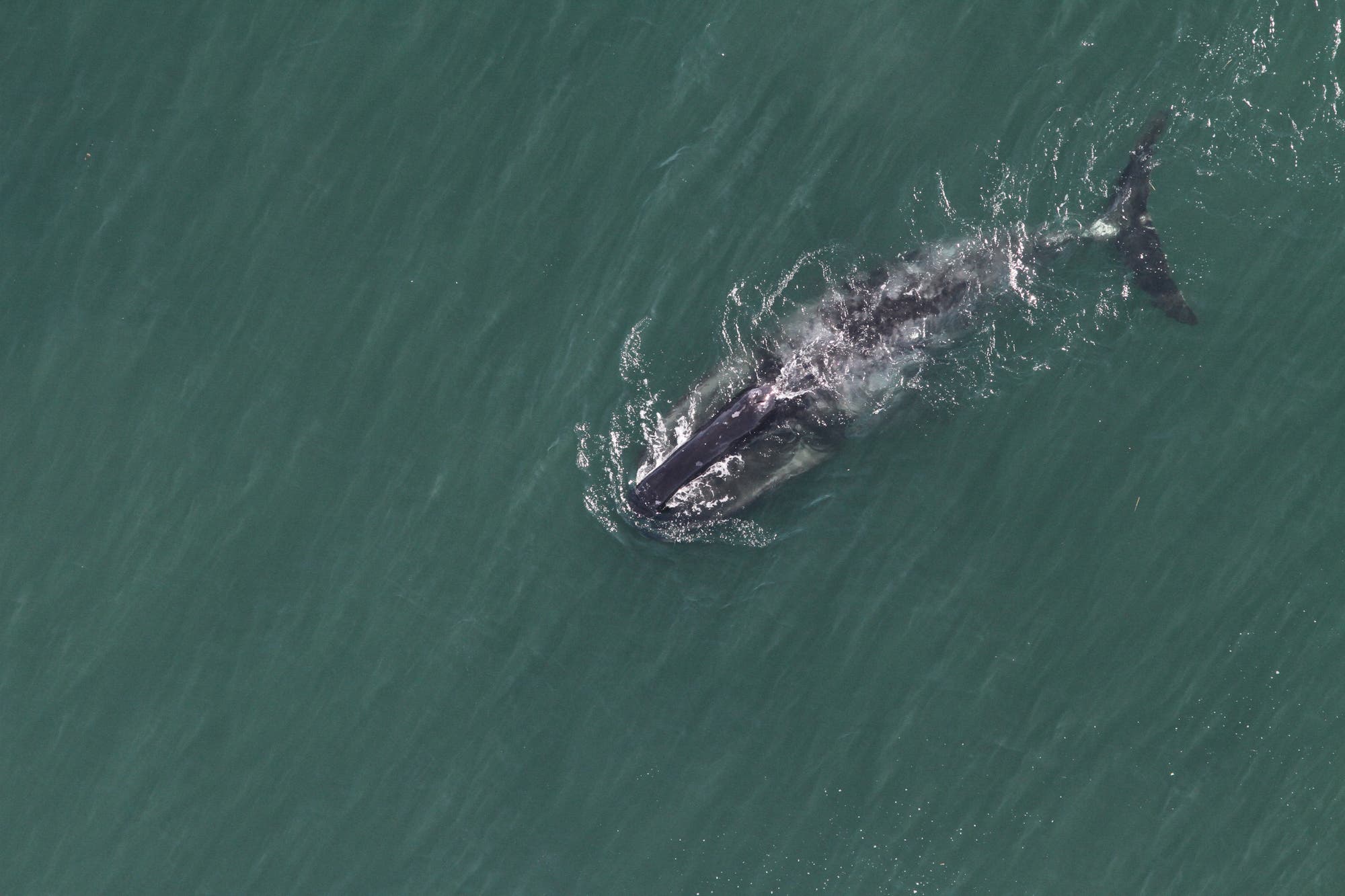 Grönlandwal – der Methusalem unter den Walen