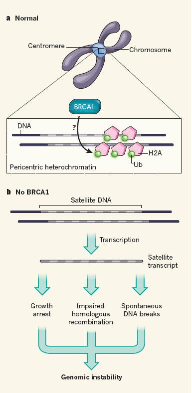Die Funktion von BRCA1 – und die Folgen seines Ausfalls 