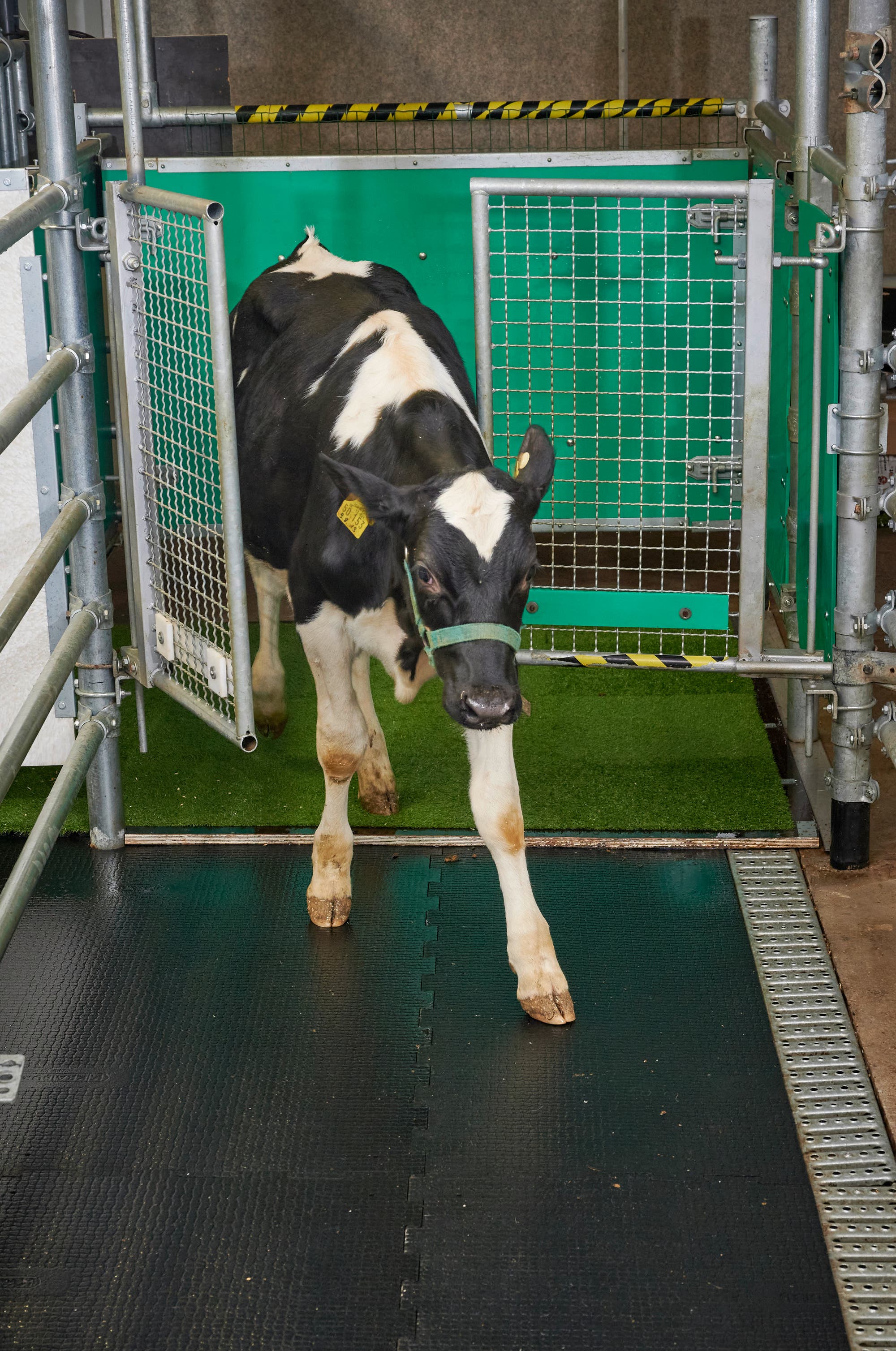 Ein schwarz-weißes Kalb tritt durch ein Metalltor auf einen mit Gummi ausgelegten Boden. Der Bereich hinter dem Tor ist mit einem grünen Kunstrasen ausgelegt.
