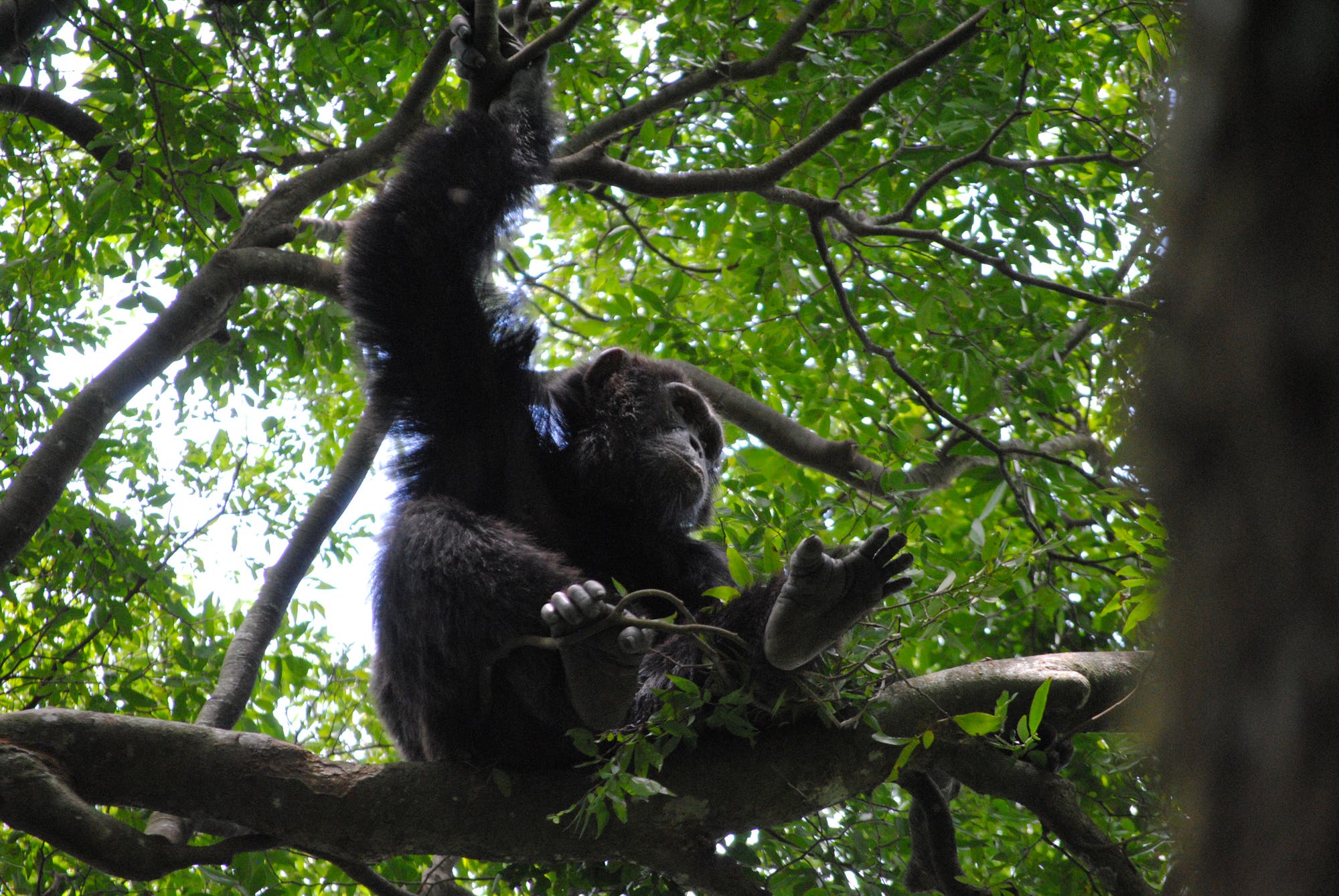 Schimpansen mögen es luftig und stabil