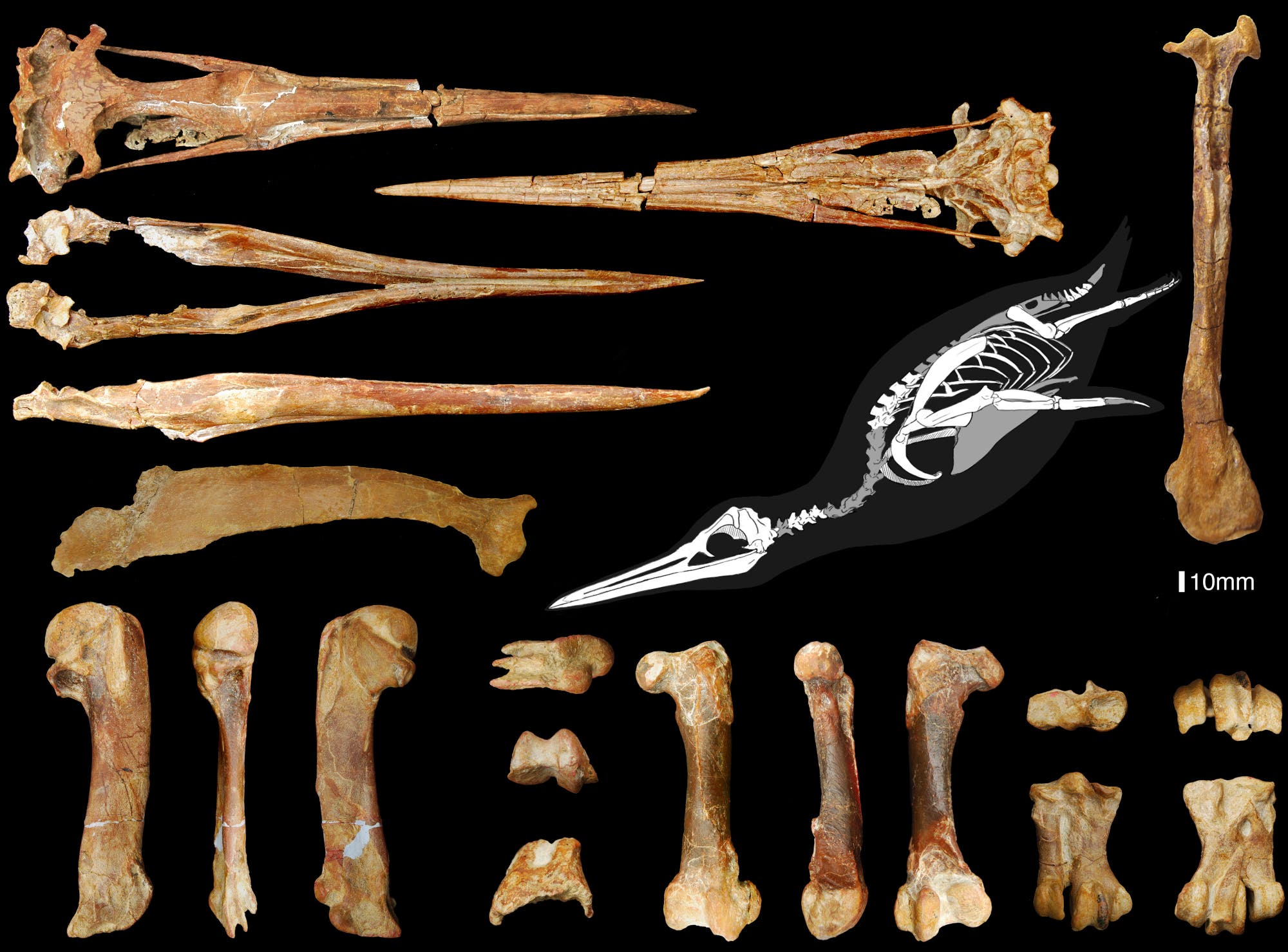 Fossiler Pinguin
