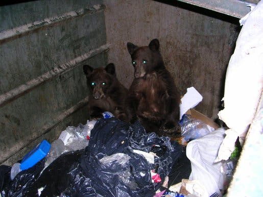 Schwarzbären im Müll